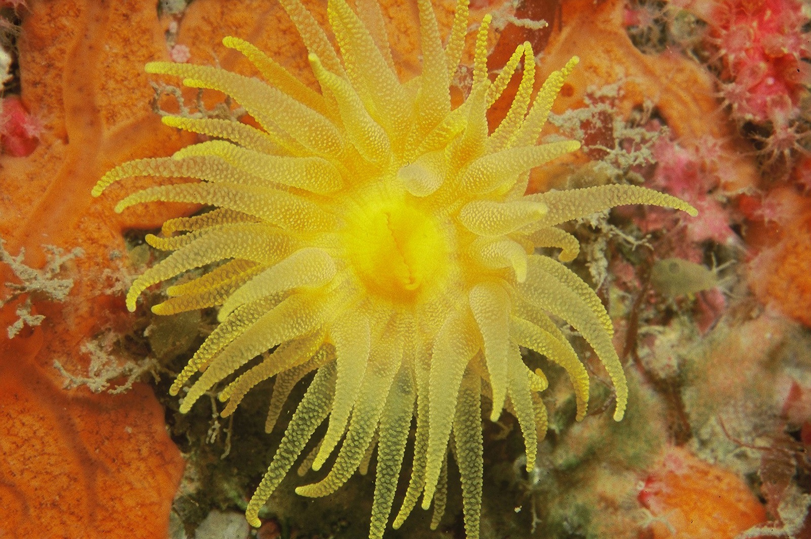 Photo de Corail jaune solitaire (Leptopsammia pruvoti)