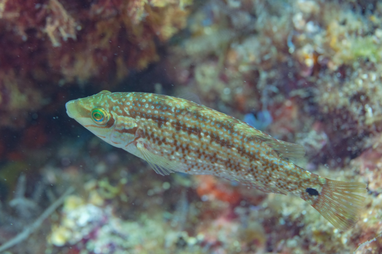 Photo of Five-spotted wrasse (Symphodus roissali)