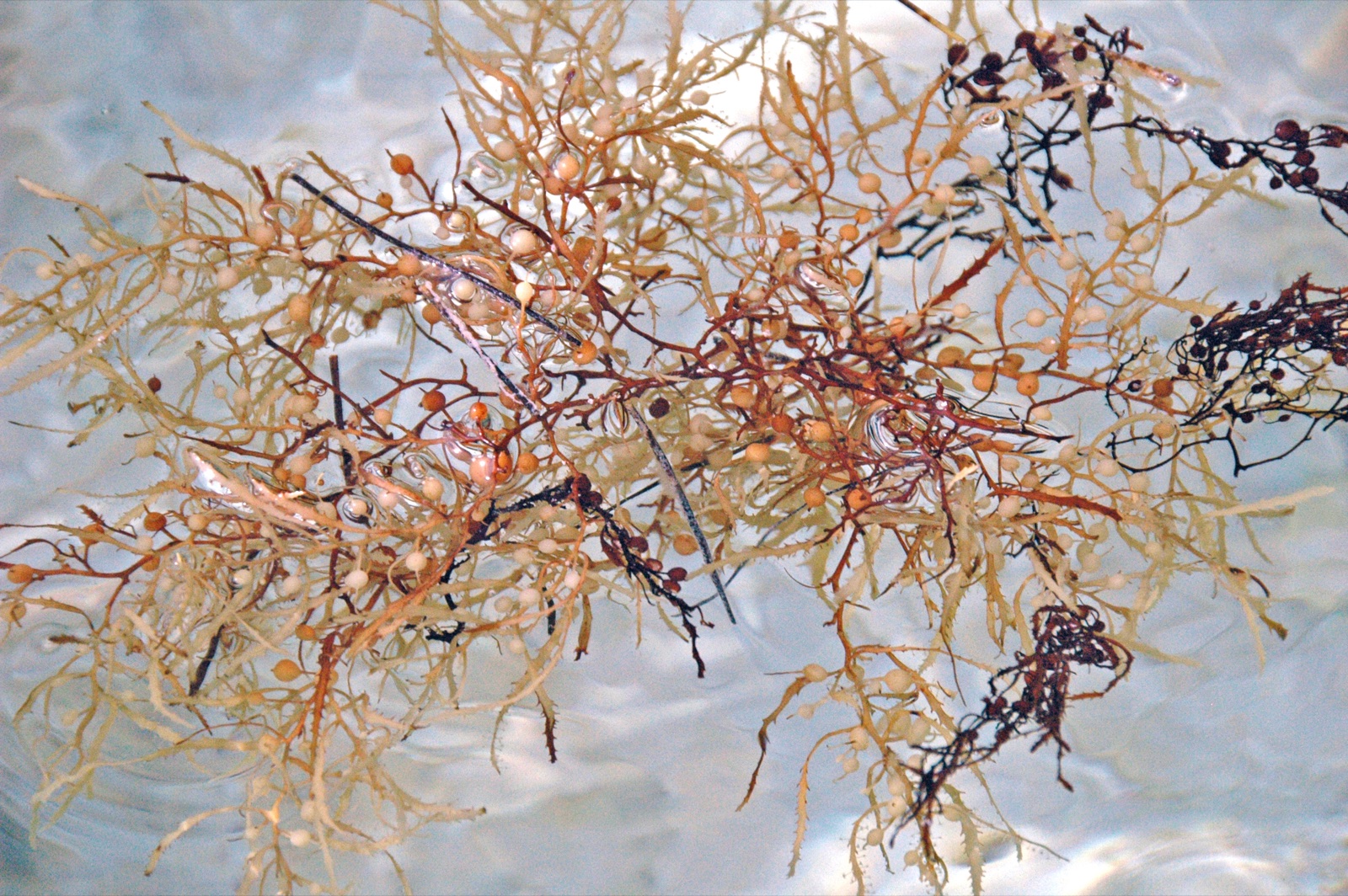 Photo de Sargasse natante (Sargassum natans)