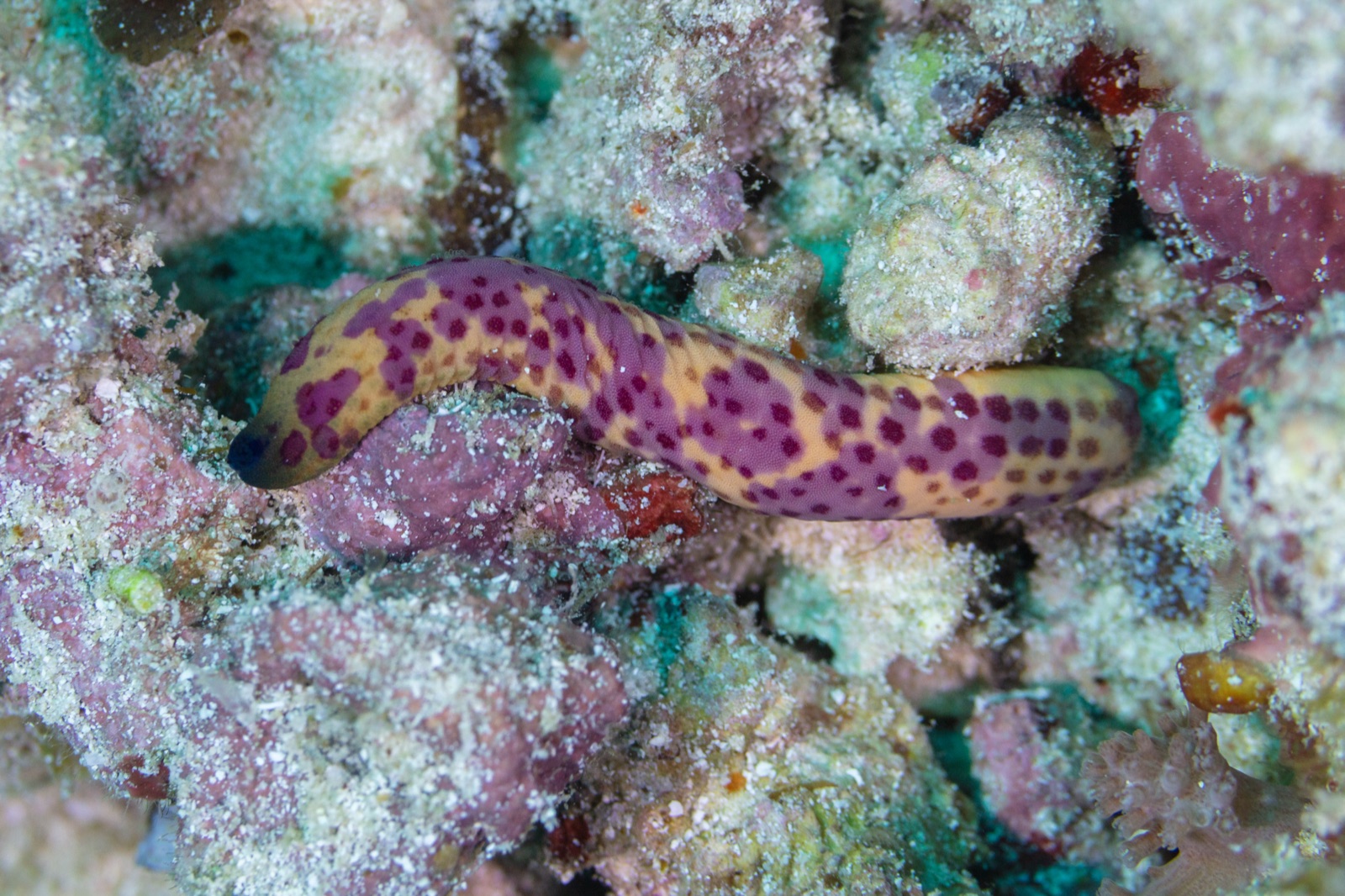 Foto de Estrella moteada (Linckia multifora)