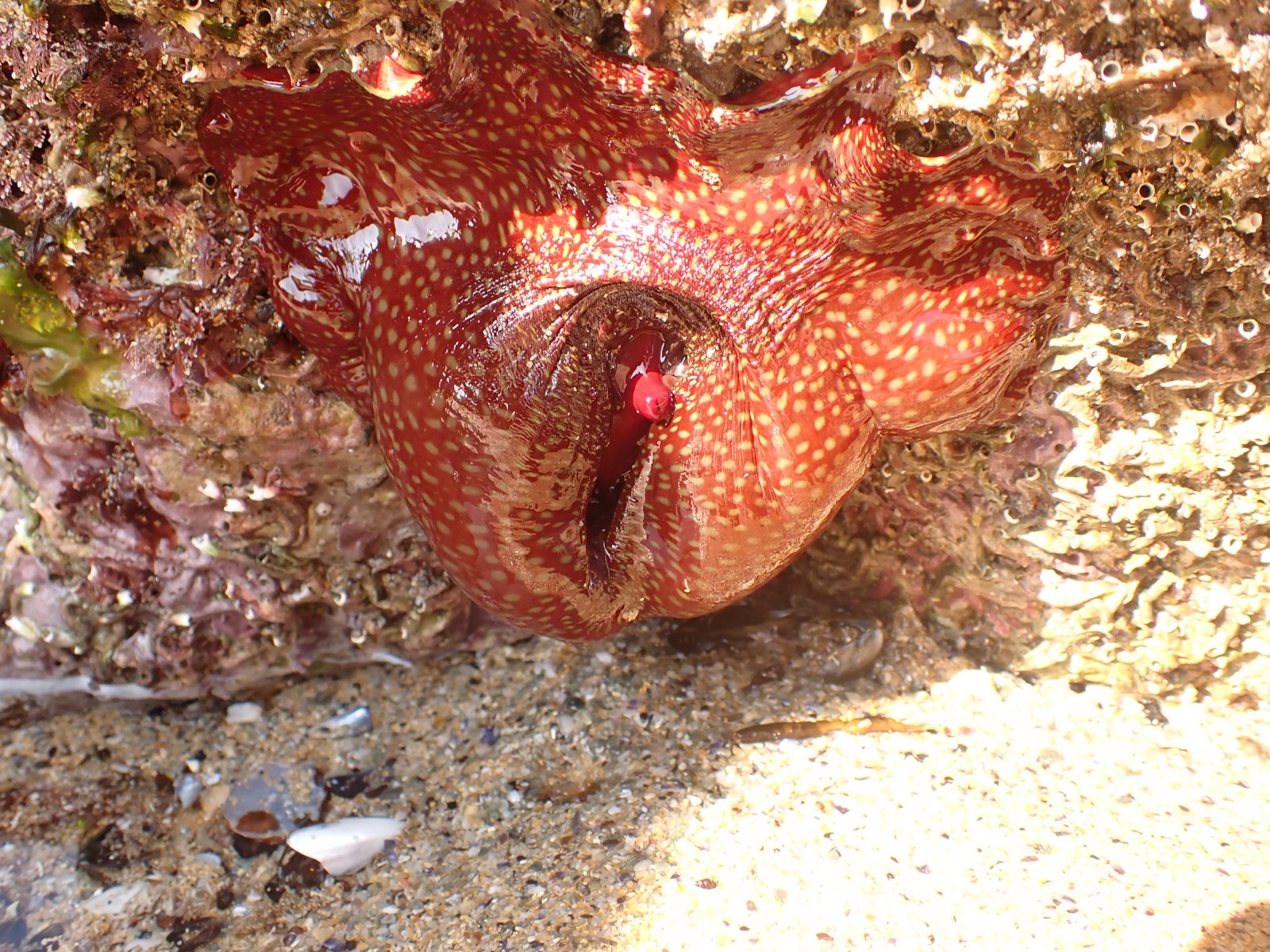 Foto de Anémona fresa (Actinia fragacea)