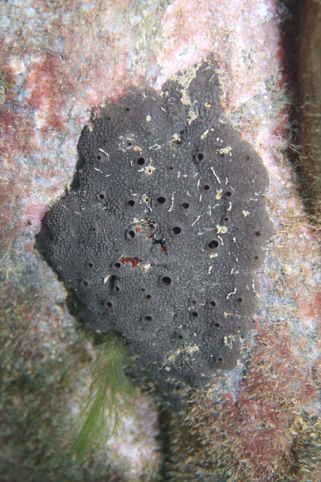 Photo de Éponge épineuse (Sarcotragus spinosulus)