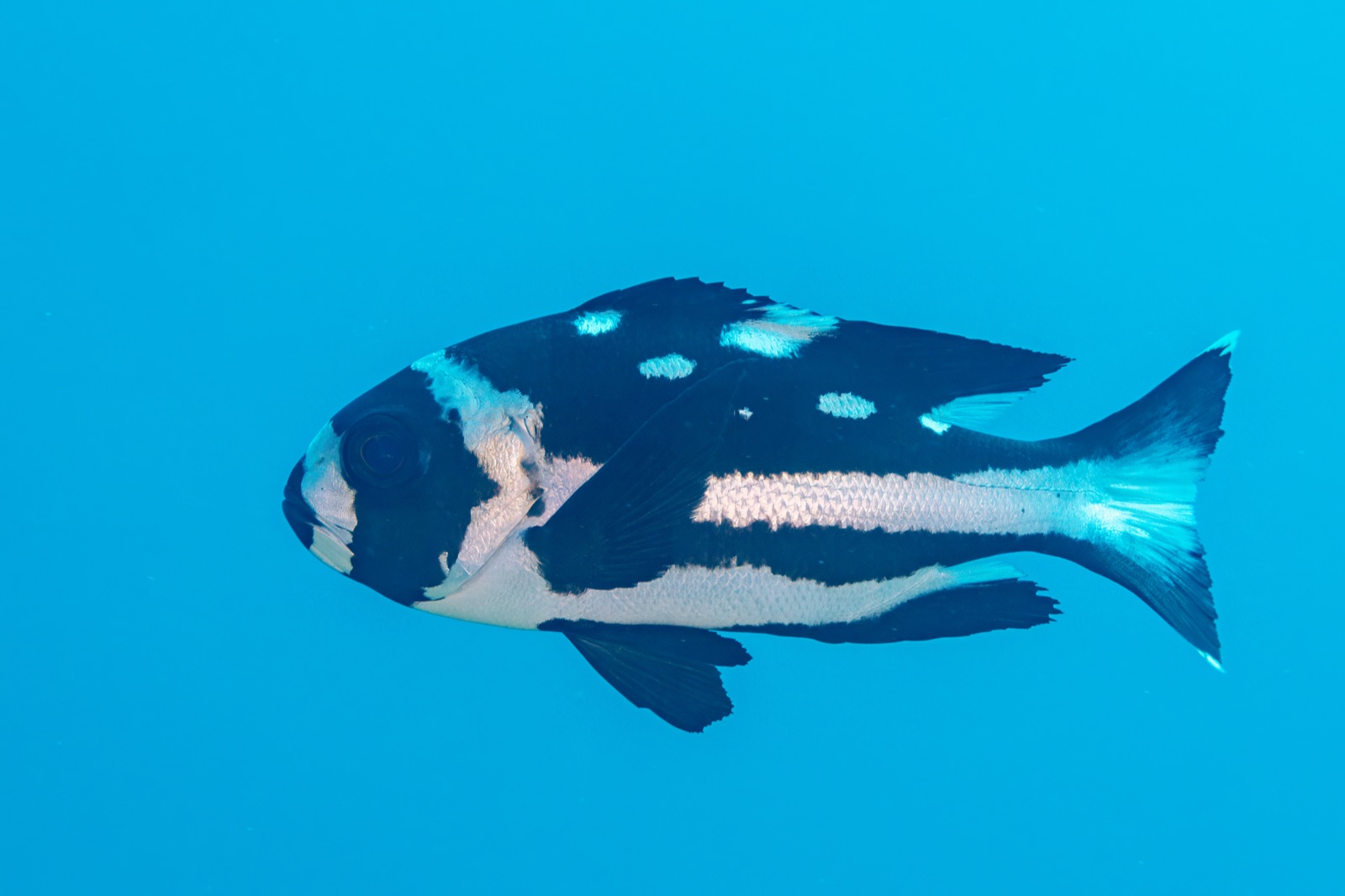 Photo of Black snapper (Macolor niger)