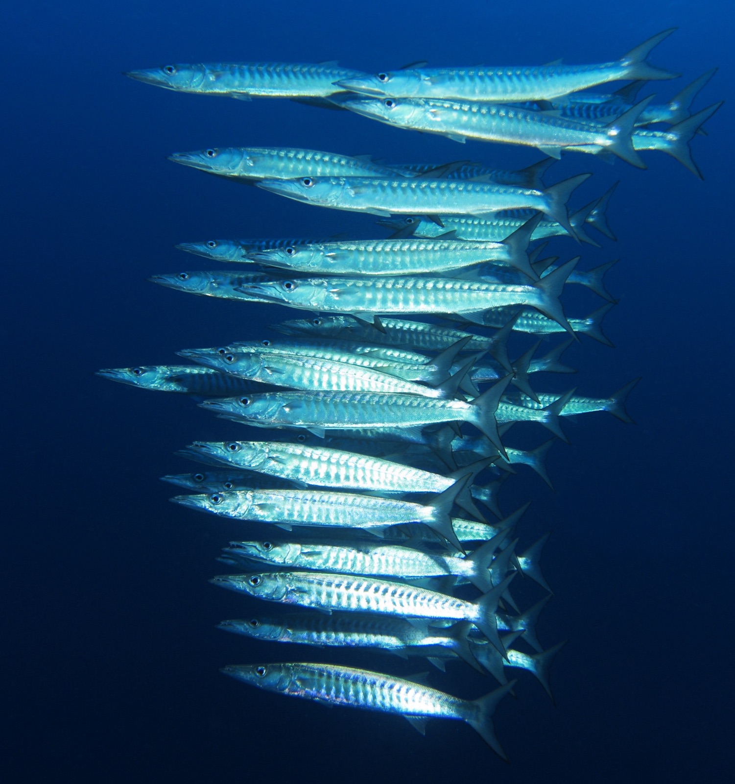 Photo of Blackfin barracuda (Sphyraena qenie)