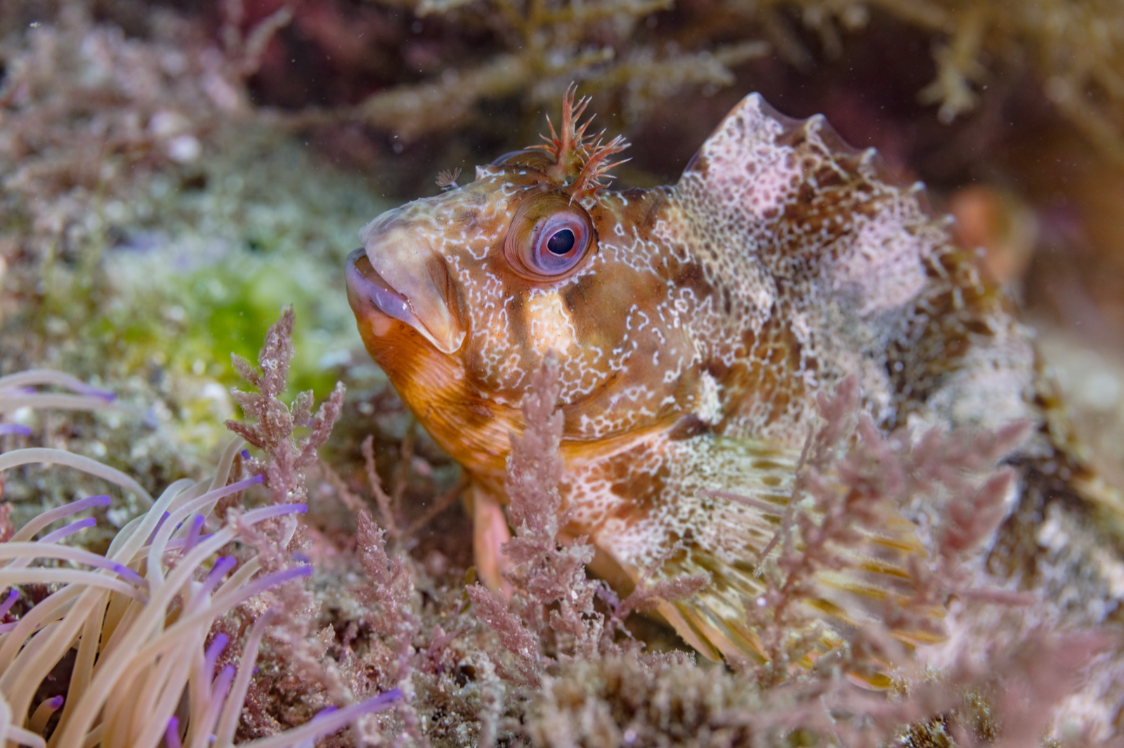 Photo of Tompot blenny (Parablennius gattorugine)