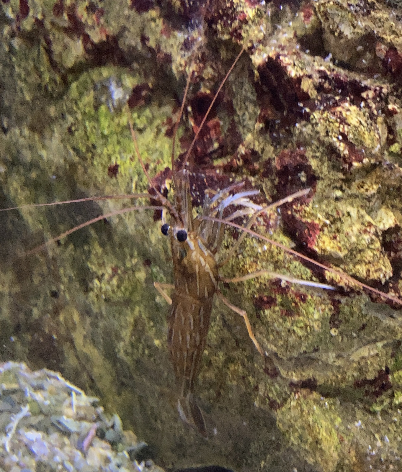 Photo de Crevette nettoyeuse de Californie (Lysmata californica)