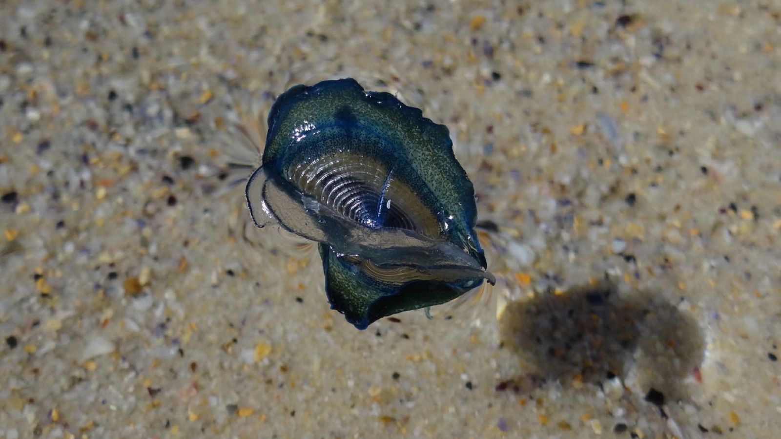 Foto de Velero (Velella velella)