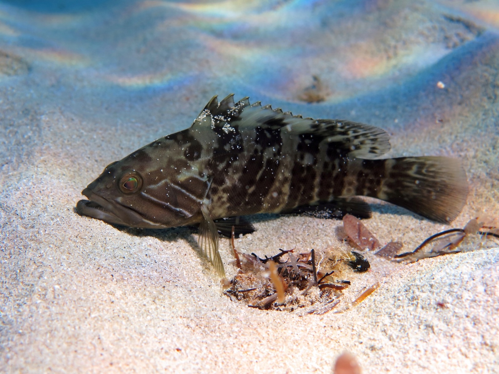 Photo de Merou blanc (Epinephelus aeneus)