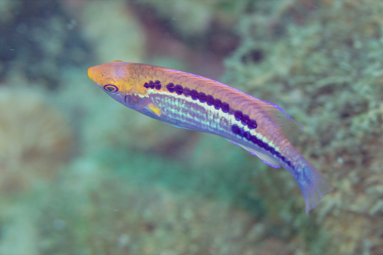 Photo of Lubbock's Wrasse (Cirrhilabrus lubbocki)