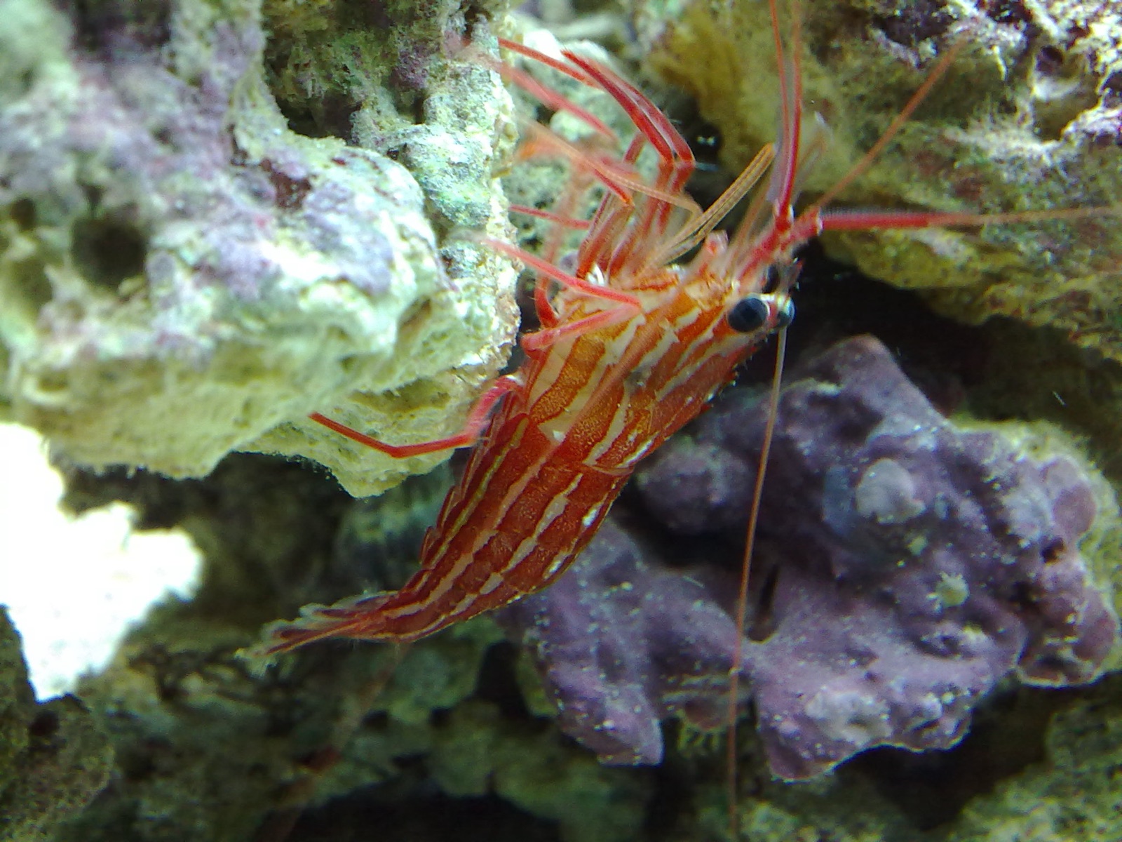 Photo de Crevette pailletee Med (Lysmata seticaudata)