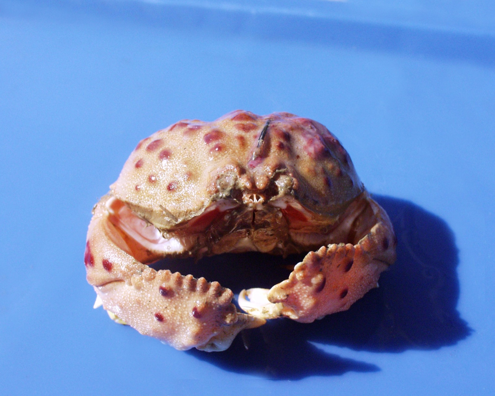 Foto de Cangrejo vergonzoso (Calappa granulata)