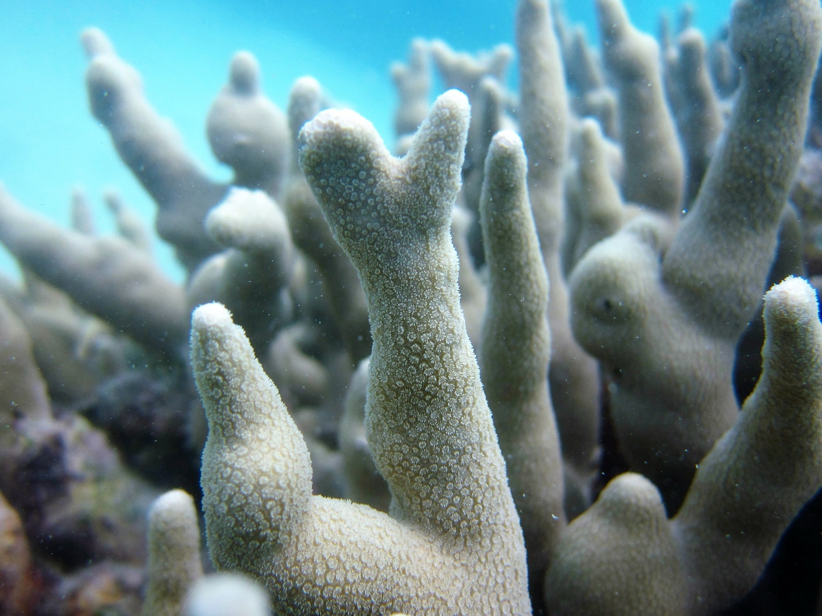 Photo of Cylindrical porite (Porites cylindrica)