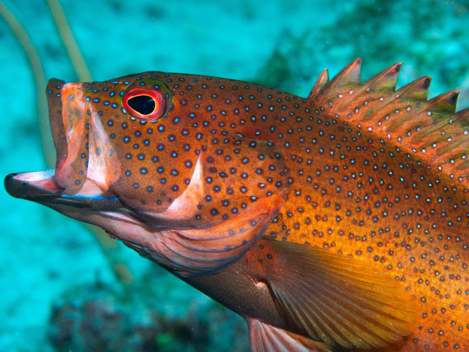 Photo de Coney (Cephalopholis fulva)
