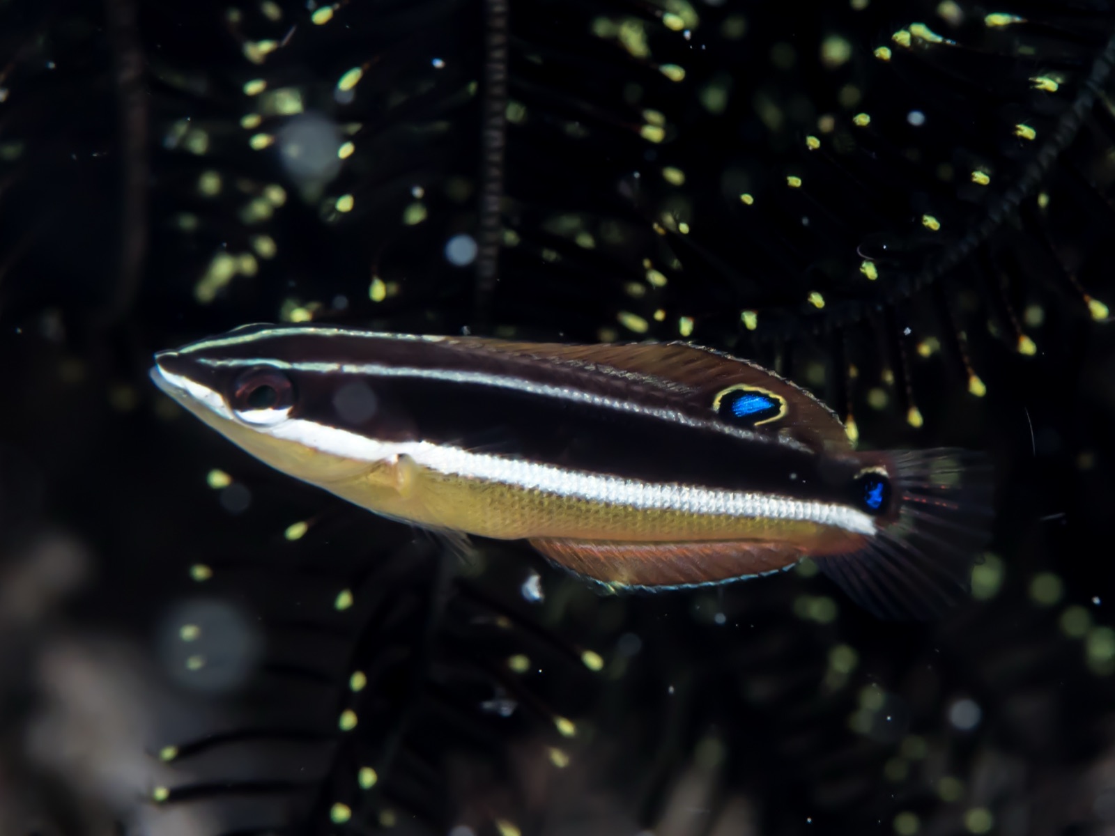 Photo of Pictured Coris Wrasse (Coris pictoides)