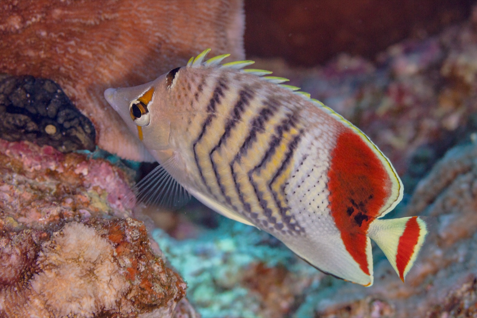 Photo of Meagre Butterflyfish (Chaetodon paucifasciatus)