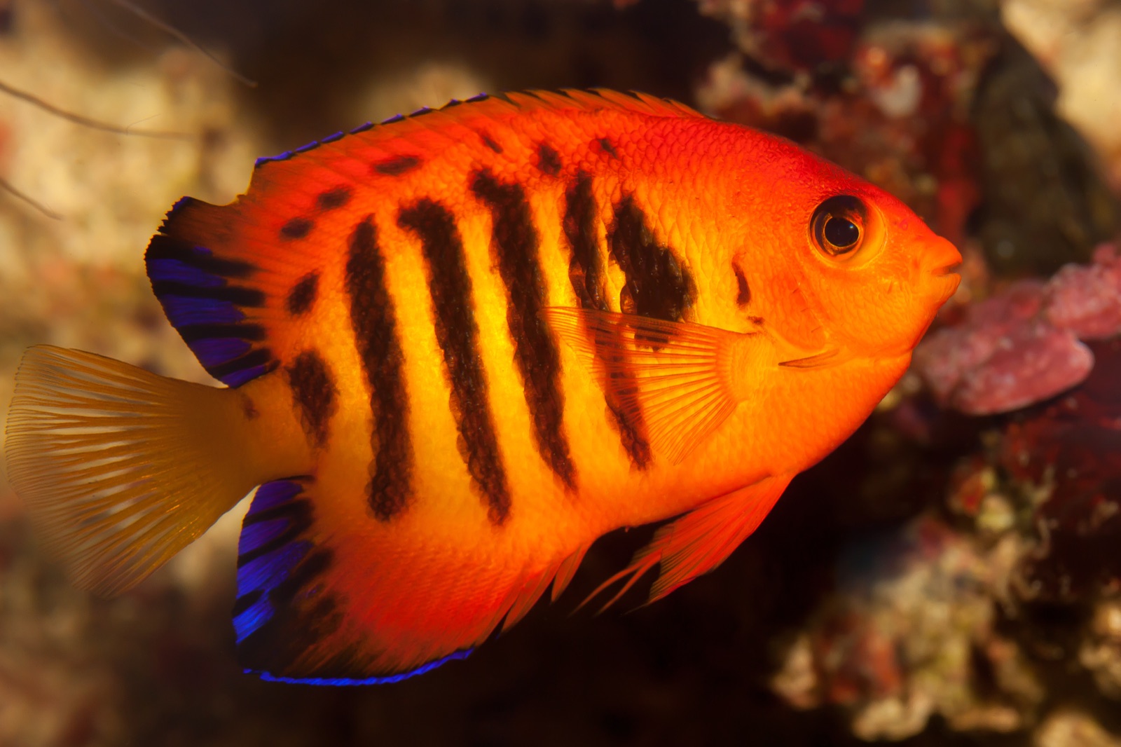 Photo de Ange flamme (Centropyge loricula)