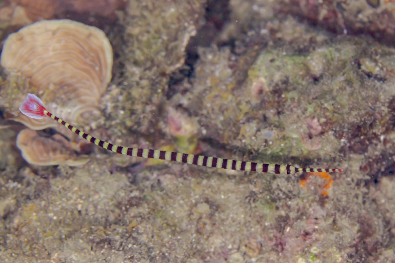 Photo of Banded pipefish (Dunckerocampus dactyliophorus)