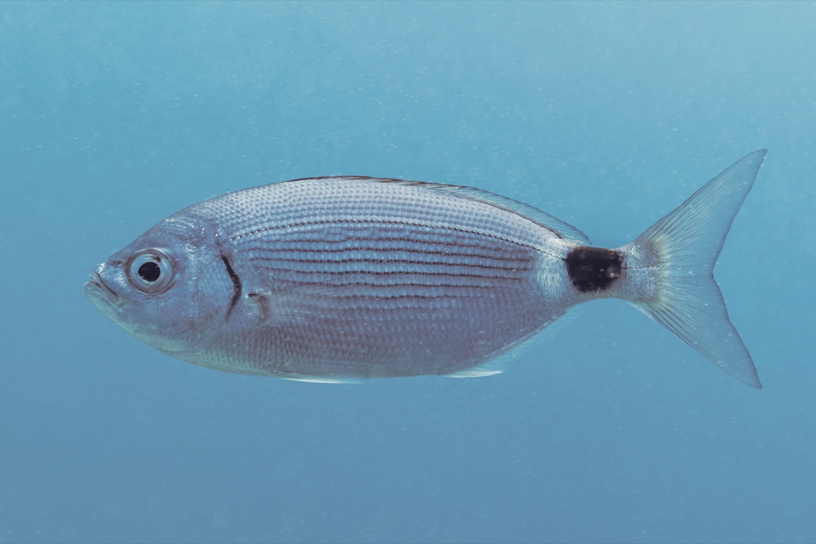Photo de Oblade (Oblada melanura)