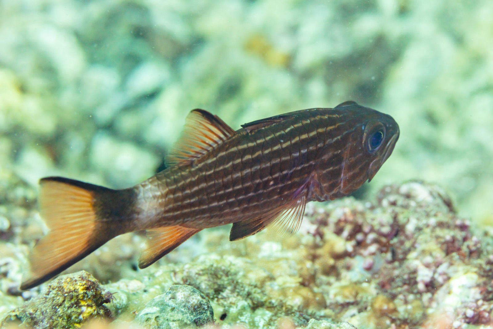 Foto de Cardenal cabezón (Cheilodipterus macrodon)