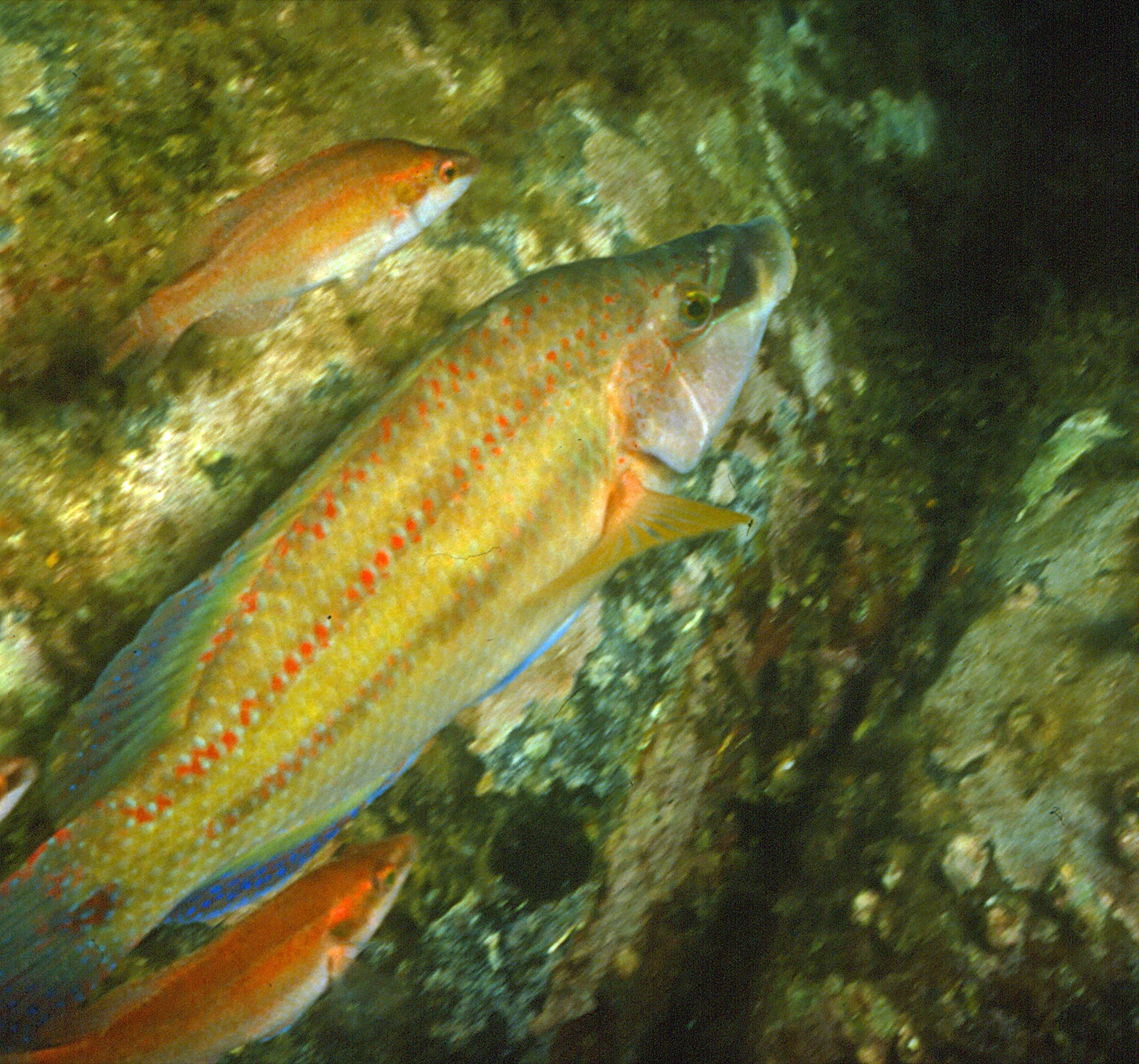 Photo of Peacock wrasse (Symphodus tinca)