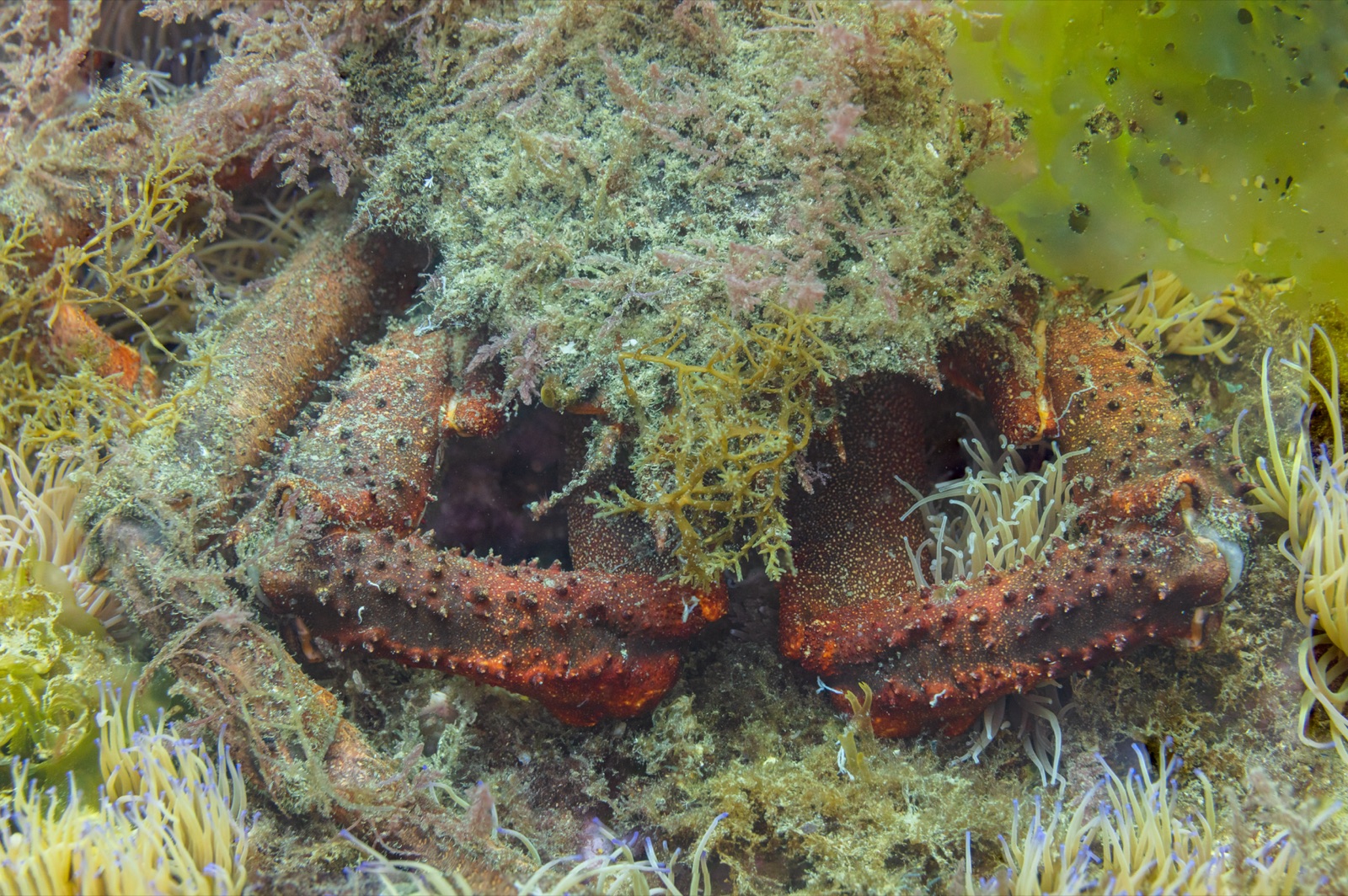 Foto de Centolla europea (Maja squinado)