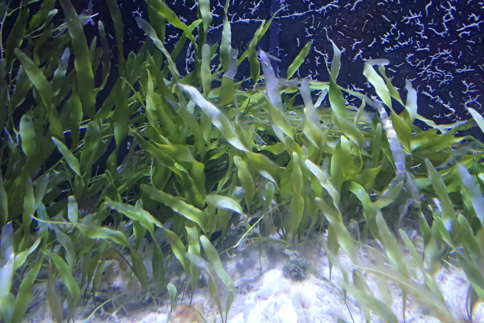 Foto de Caulerpa prolífera (Caulerpa prolifera)