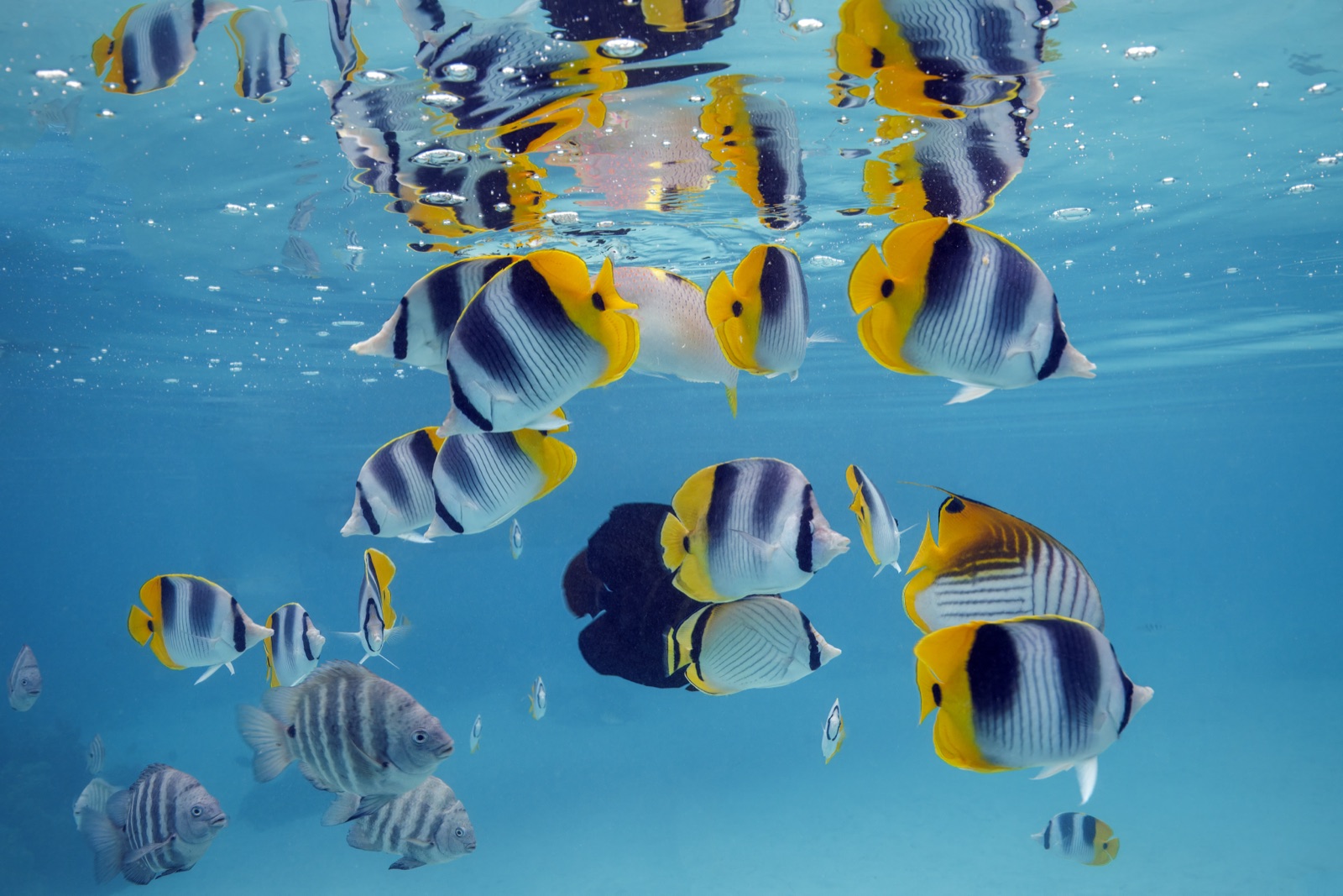 Photo of Threadfin butterflyfish (Chaetodon auriga)
