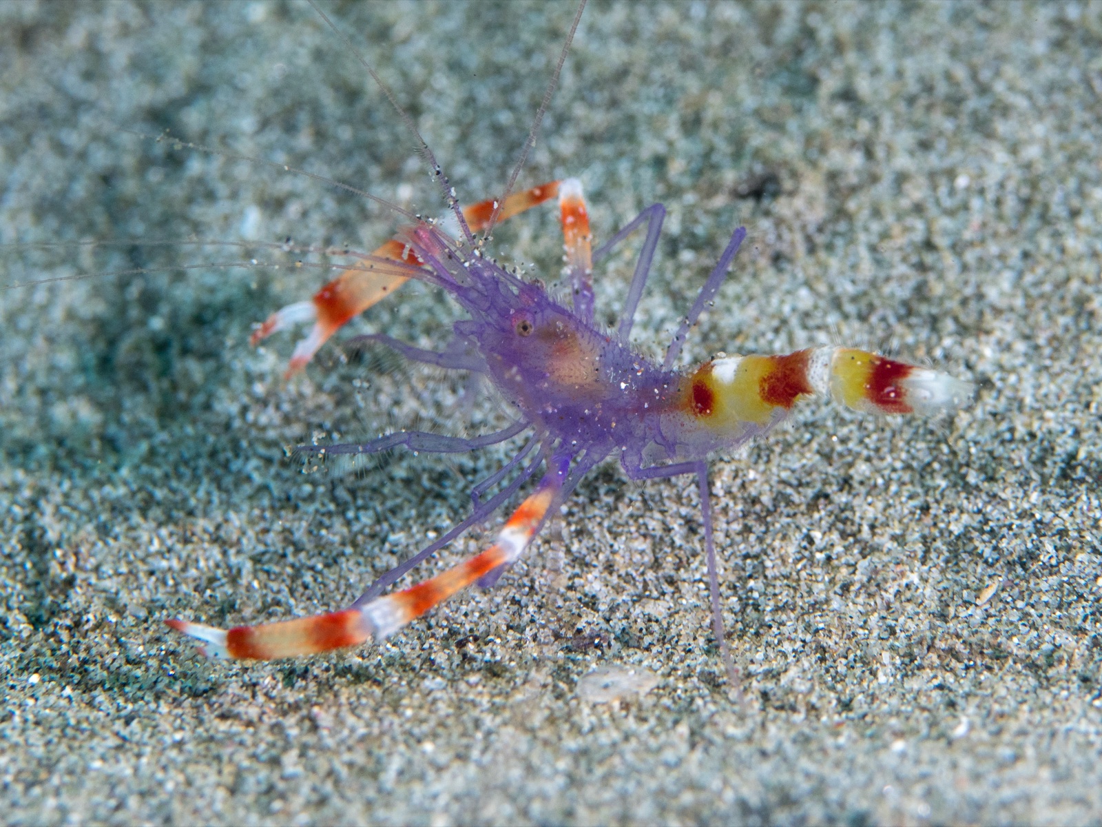 Foto de Camaron boxeador azul (Stenopus tenuirostris)