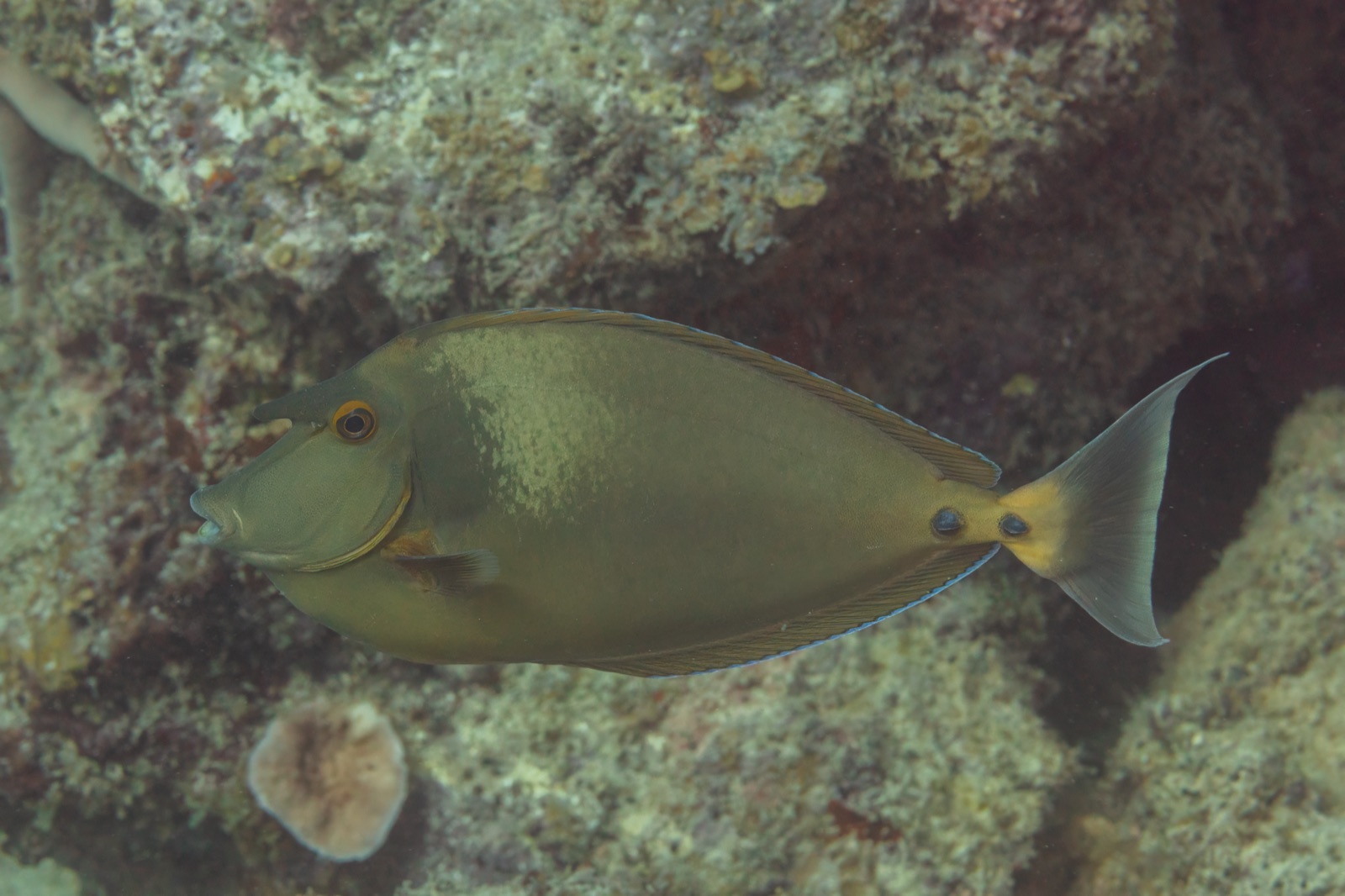 Foto de Pez unicornio (Naso unicornis)