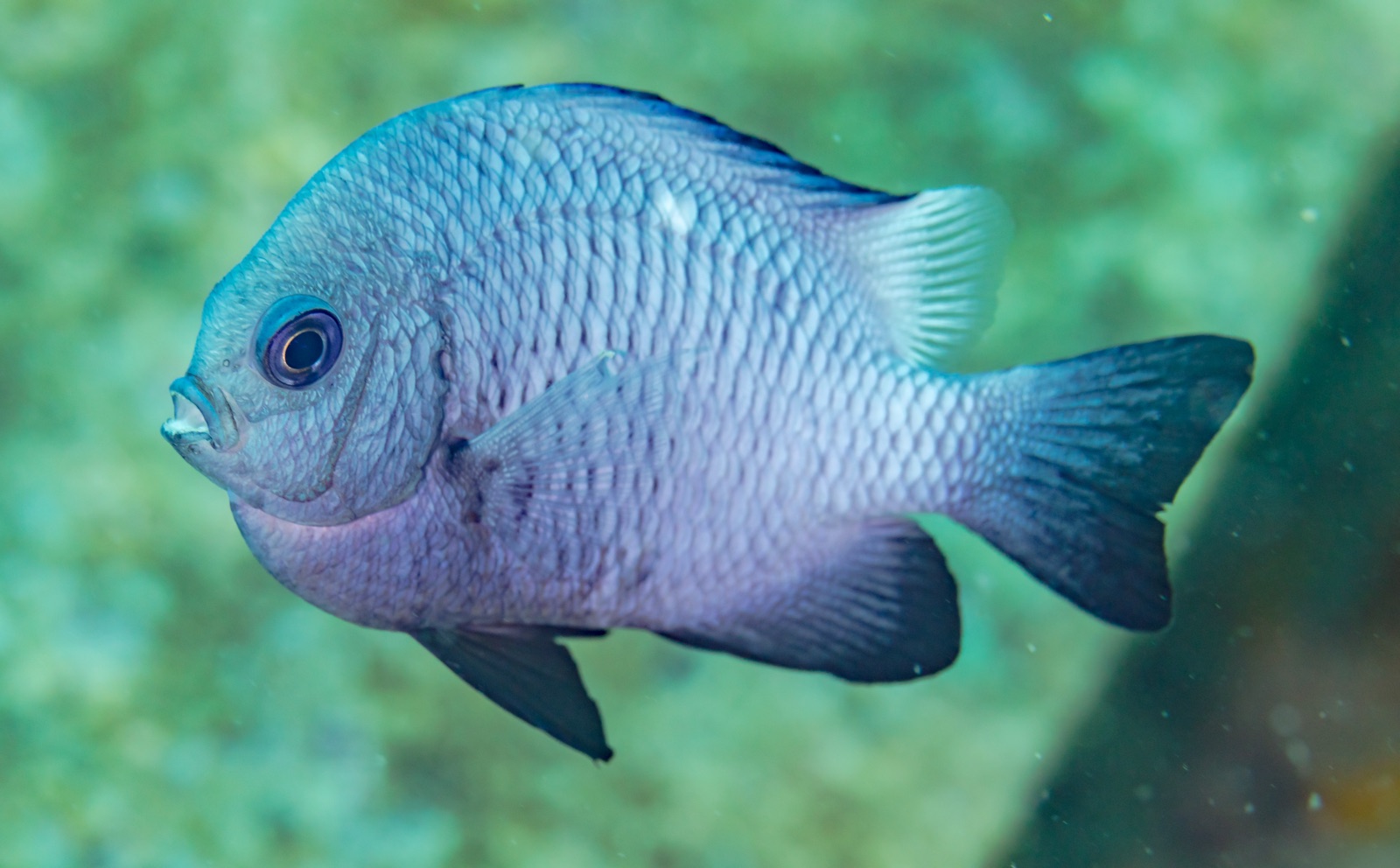 Foto de Damisela tres puntos (Dascyllus trimaculatus)