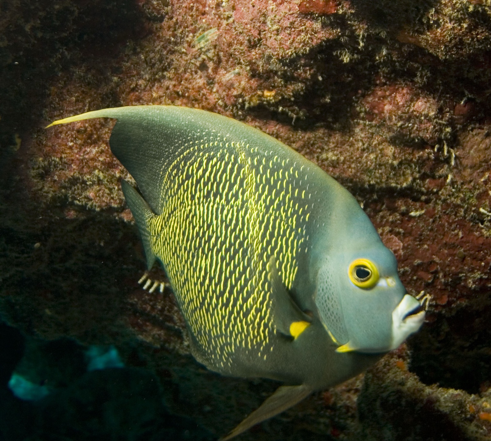 Photo de Poisson-ange français (Pomacanthus paru)