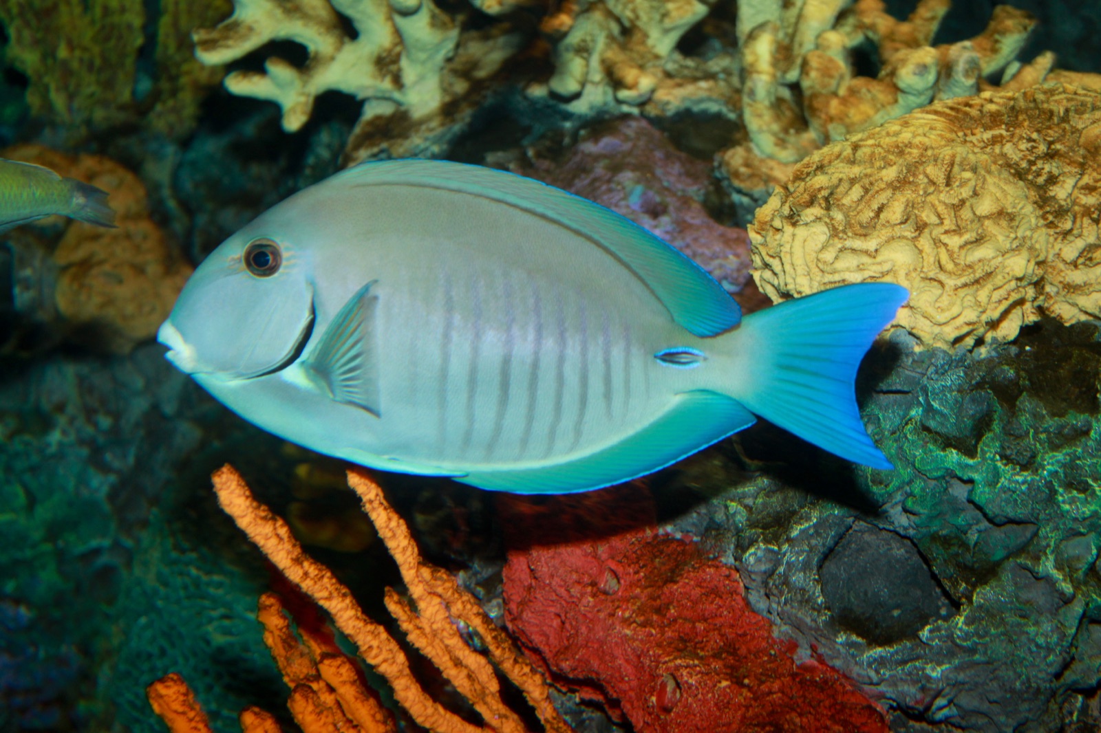 Foto de Cirujano rayado (Acanthurus chirurgus)