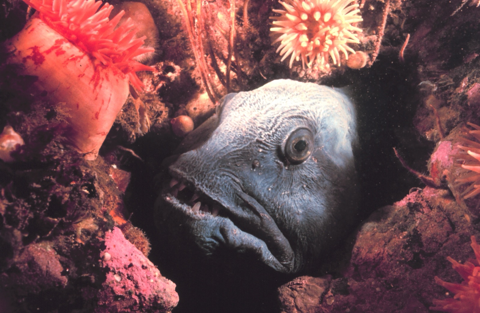 Photo of Atlantic wolffish (Anarhichas lupus)