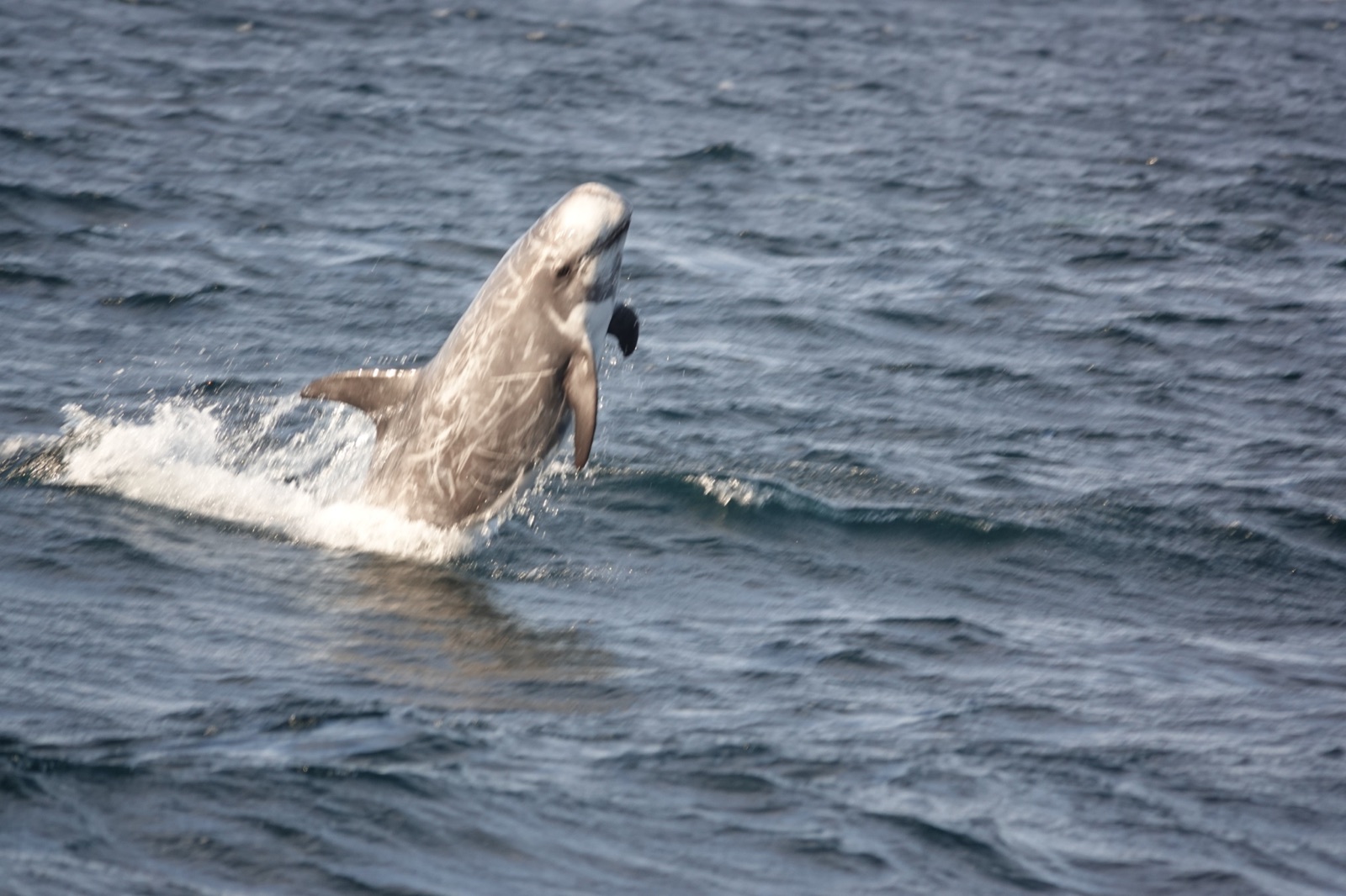 Photo de Dauphin de Risso (Grampus griseus)