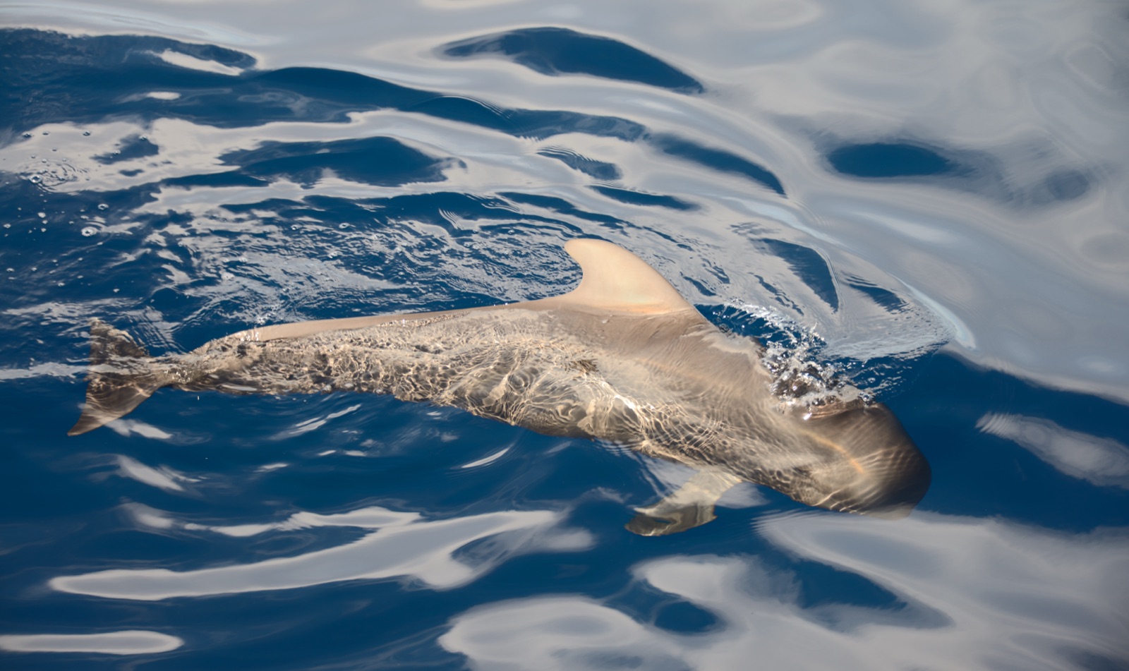 Foto de Calderon tropical (Globicephala macrorhynchus)