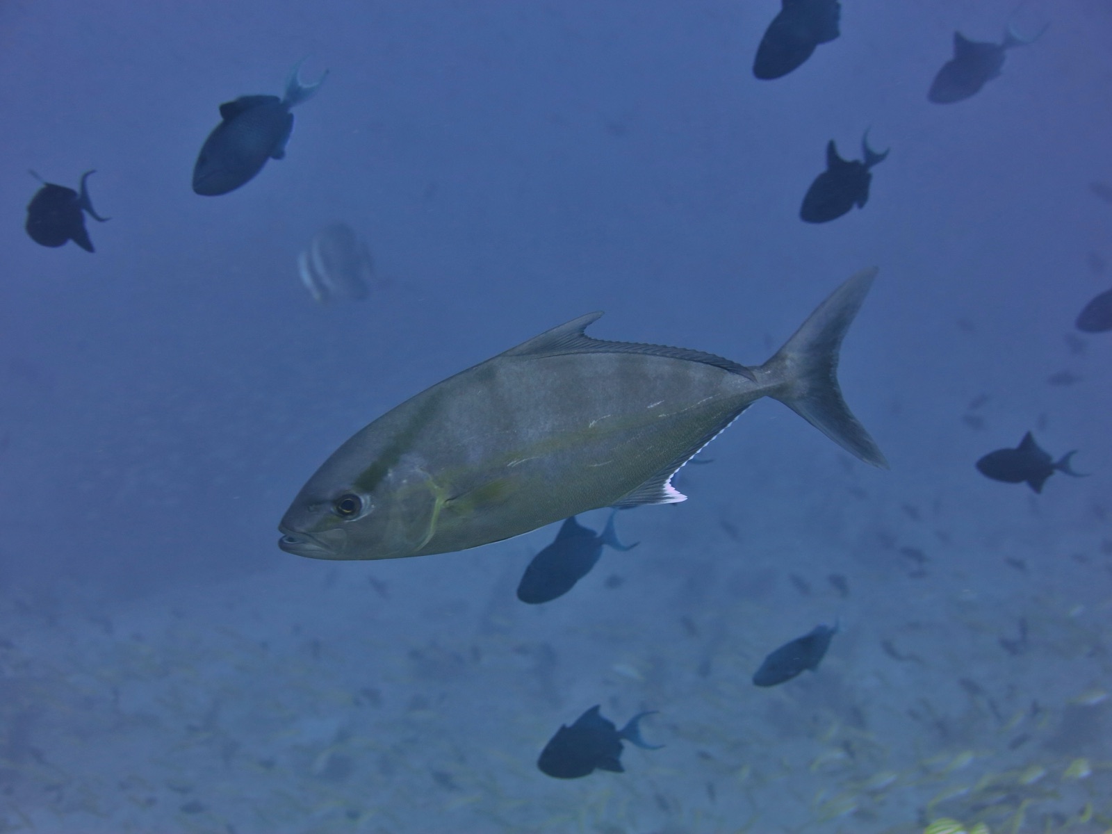 Foto de Medregal negro (Seriola rivoliana)