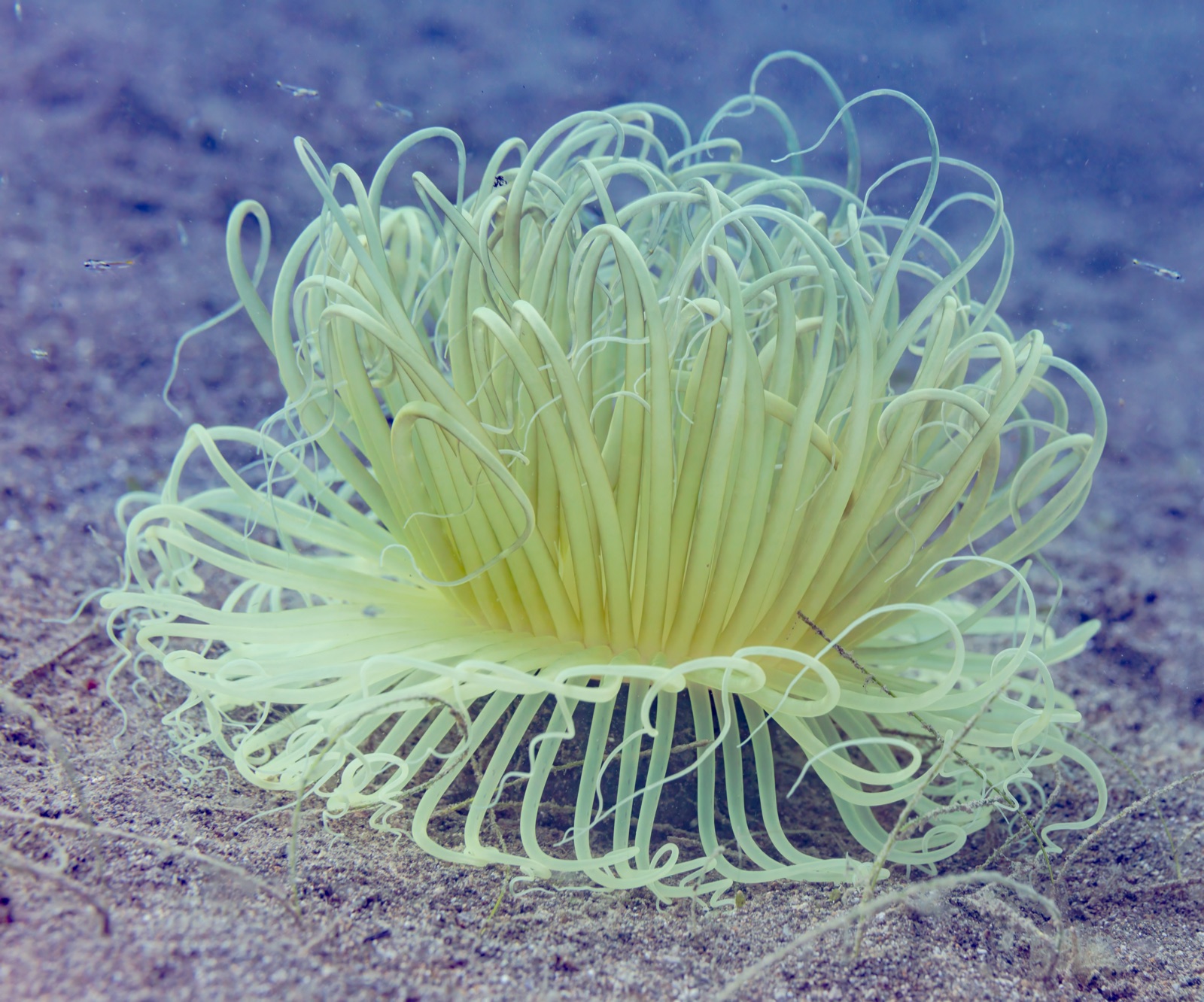 Foto de Anémona de tentáculos largos (Macrodactyla doreensis)