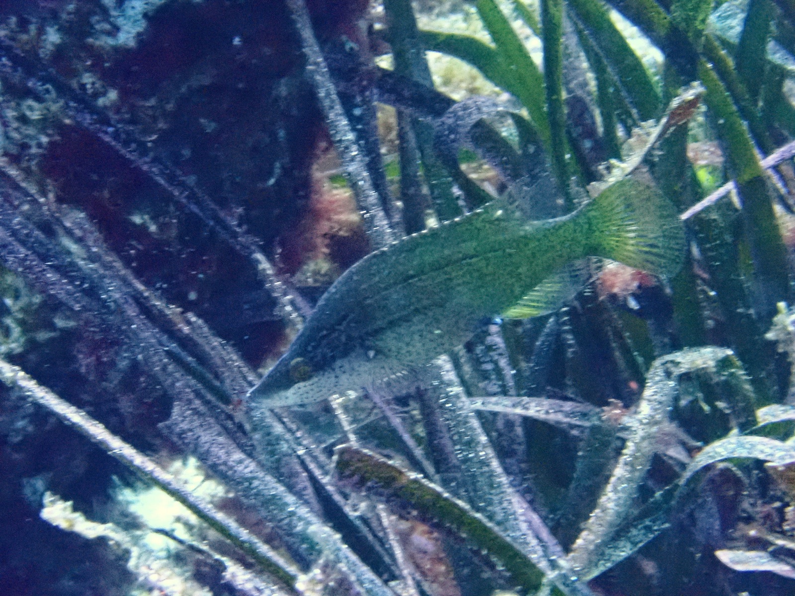 Photo of Pointed-snout wrasse (Symphodus rostratus)