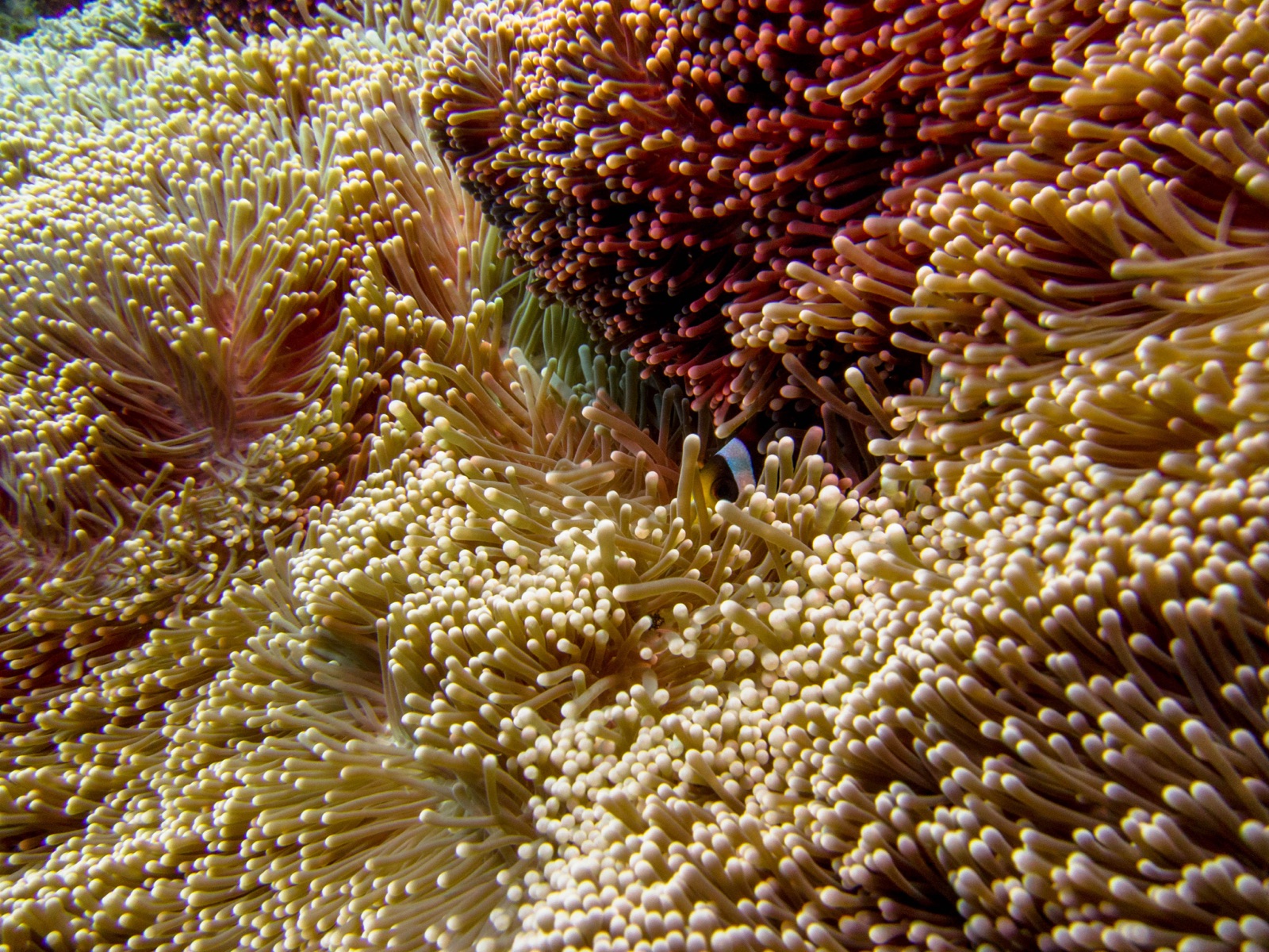 Photo de Anemone tapis geante (Stichodactyla gigantea)