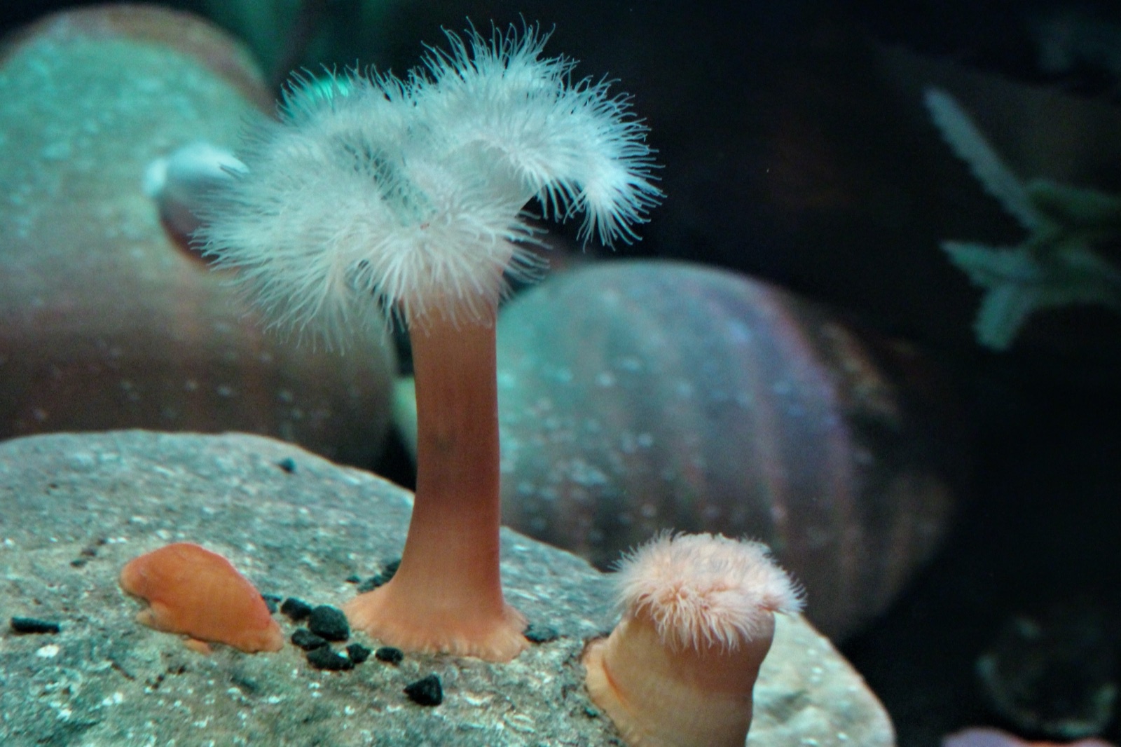 Foto de Anemona penacho (Metridium senile)