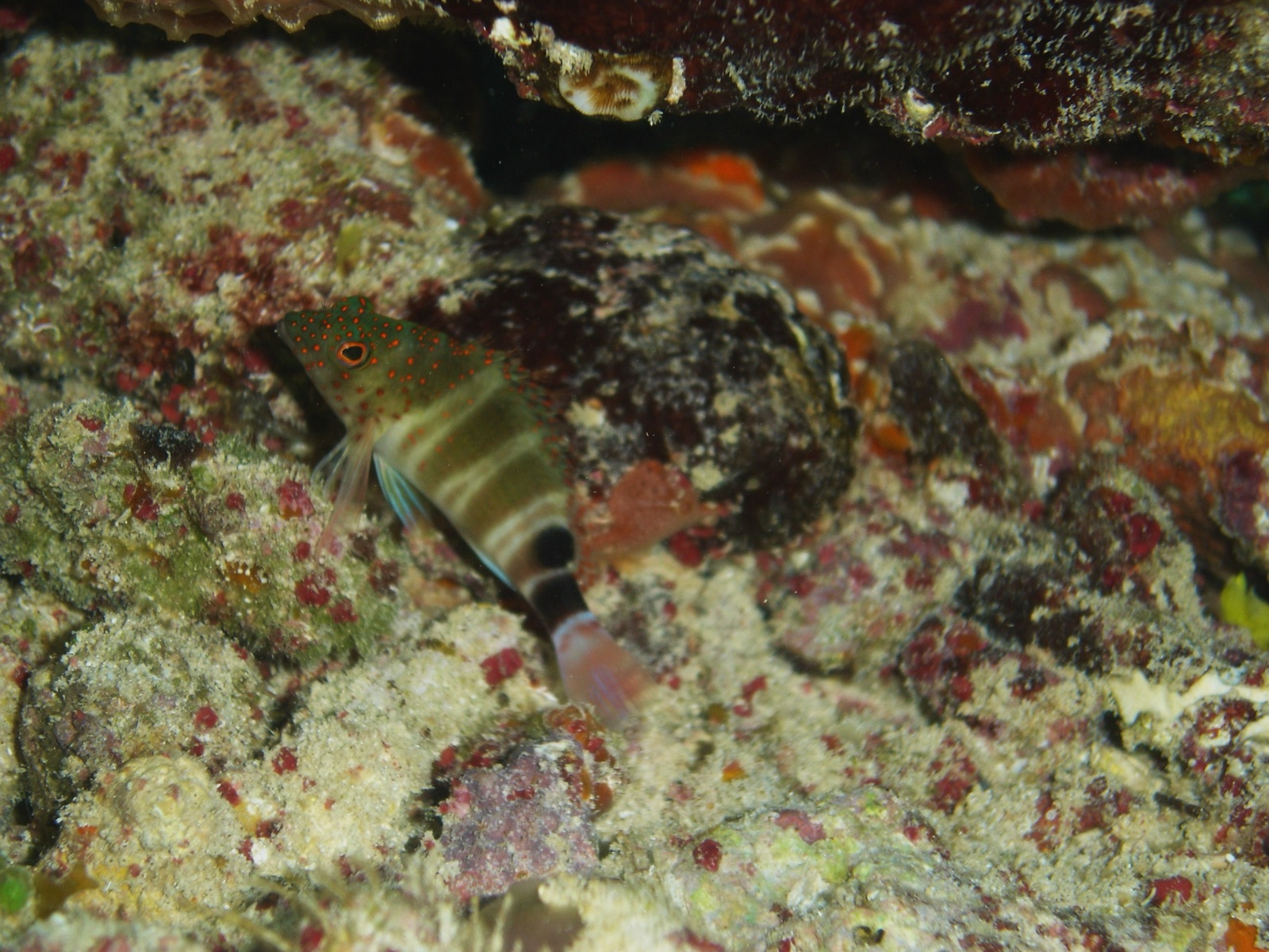 Photo of Red Spotted Hawkfish (Amblycirrhitus pinos)