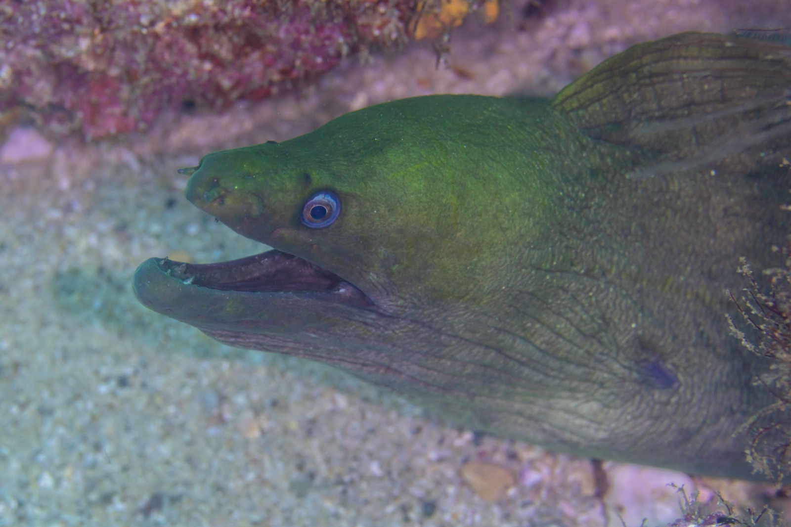 Photo de Murene chataigne (Gymnothorax castaneus)