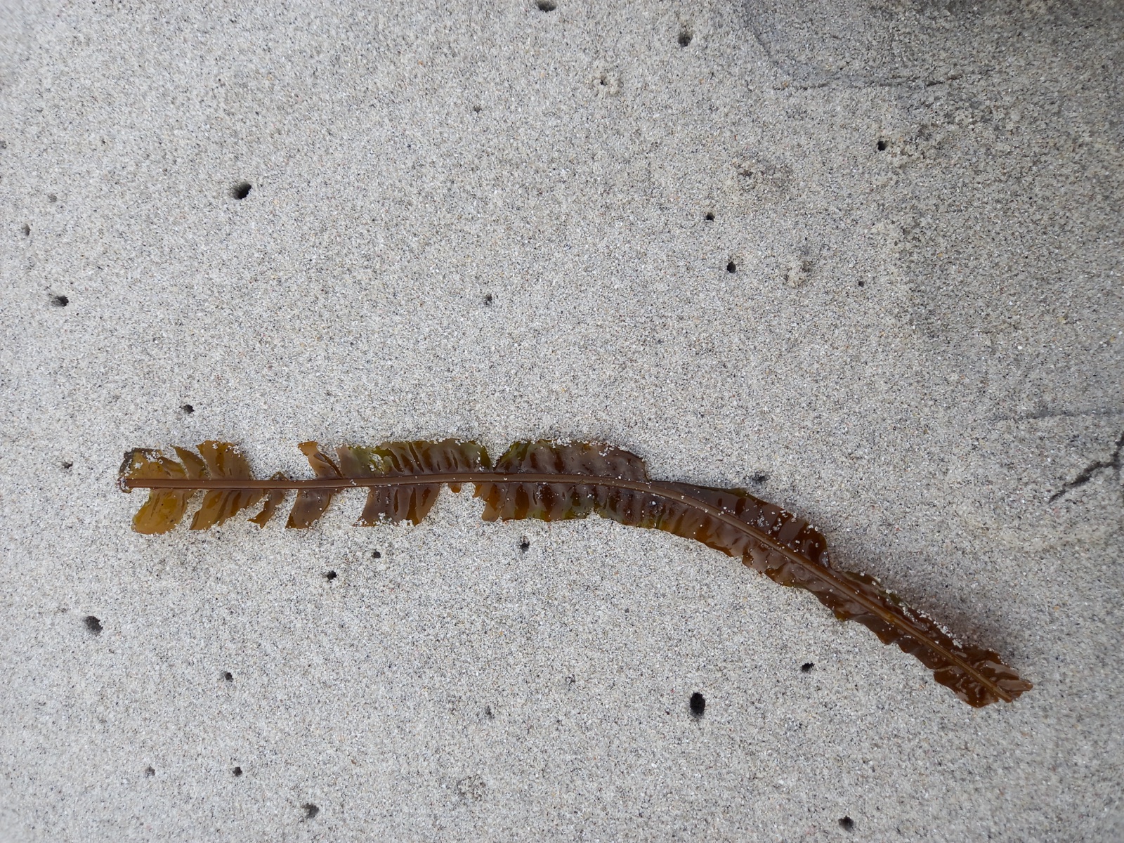 Foto de Kelp comestible (Alaria esculenta)