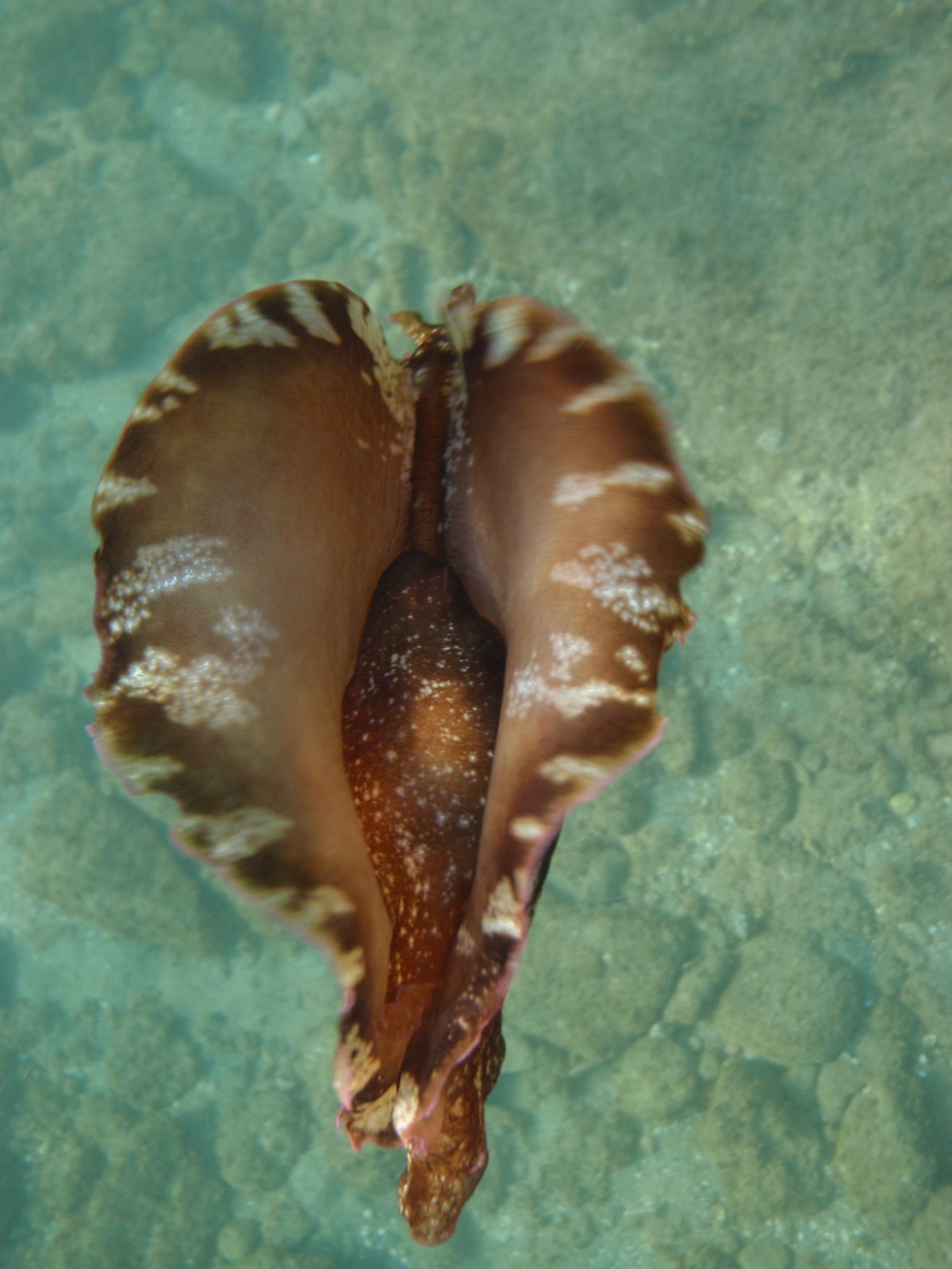 Photo of Mottled sea hare (Aplysia fasciata)