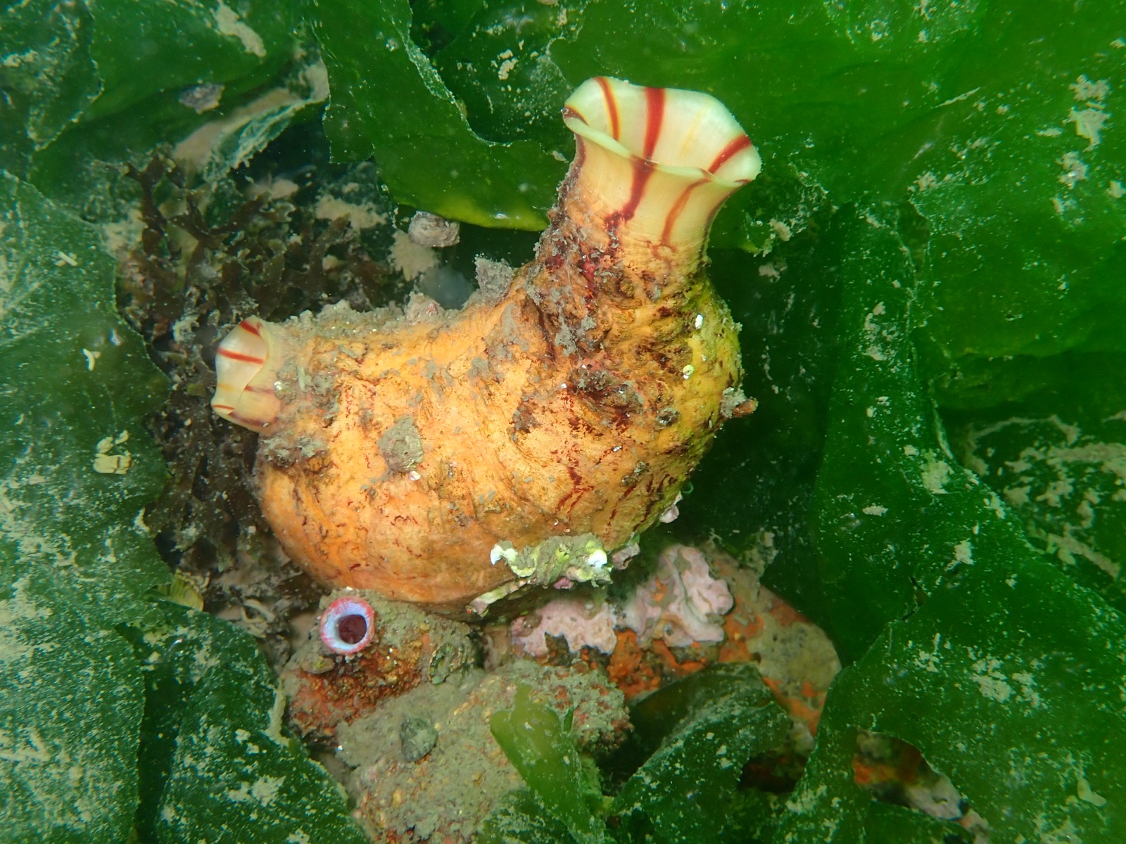 Foto de Higo de mar (Microcosmus sabatieri)