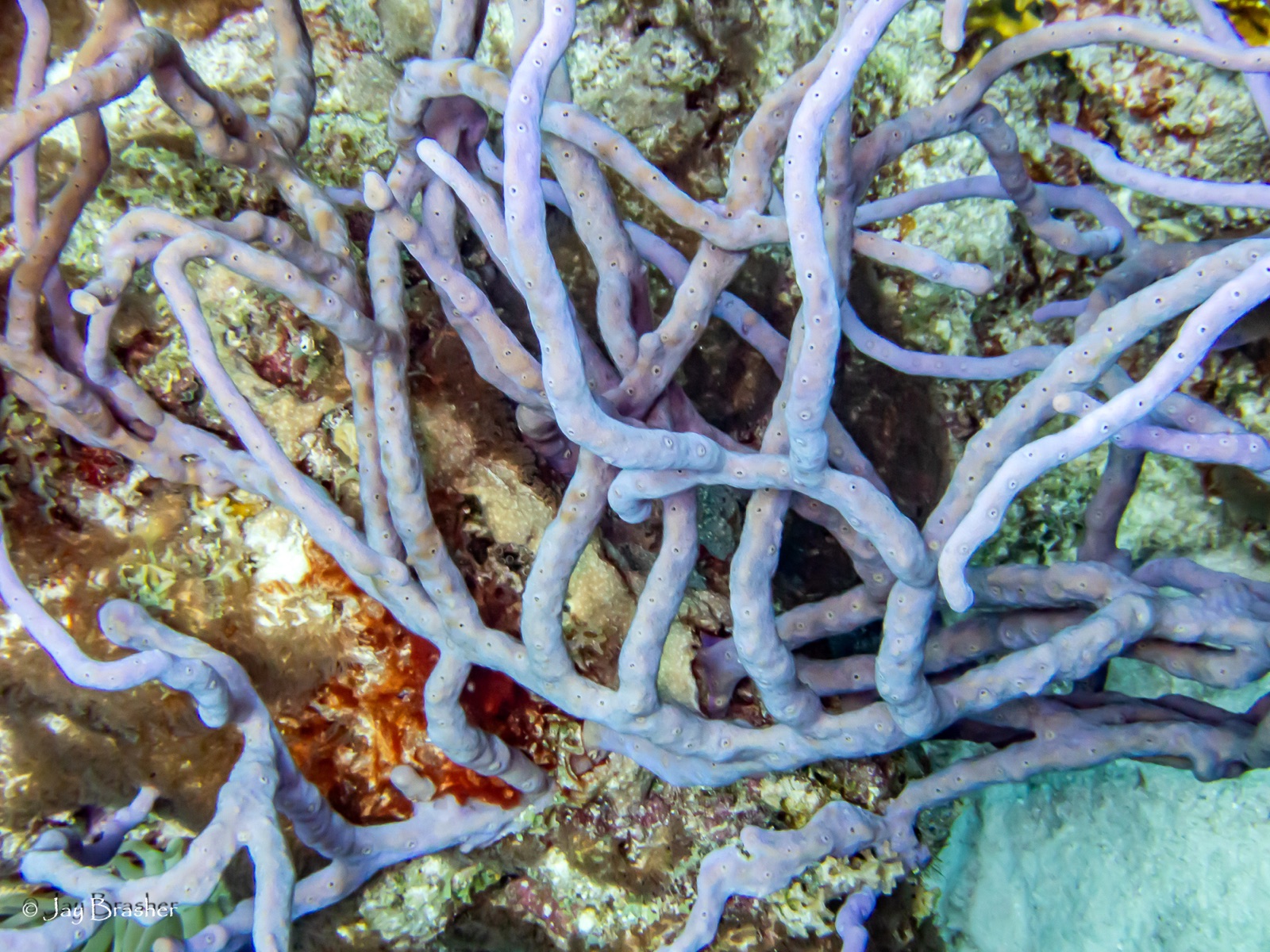 Foto de Esponja cuerda violeta (Aplysina cauliformis)