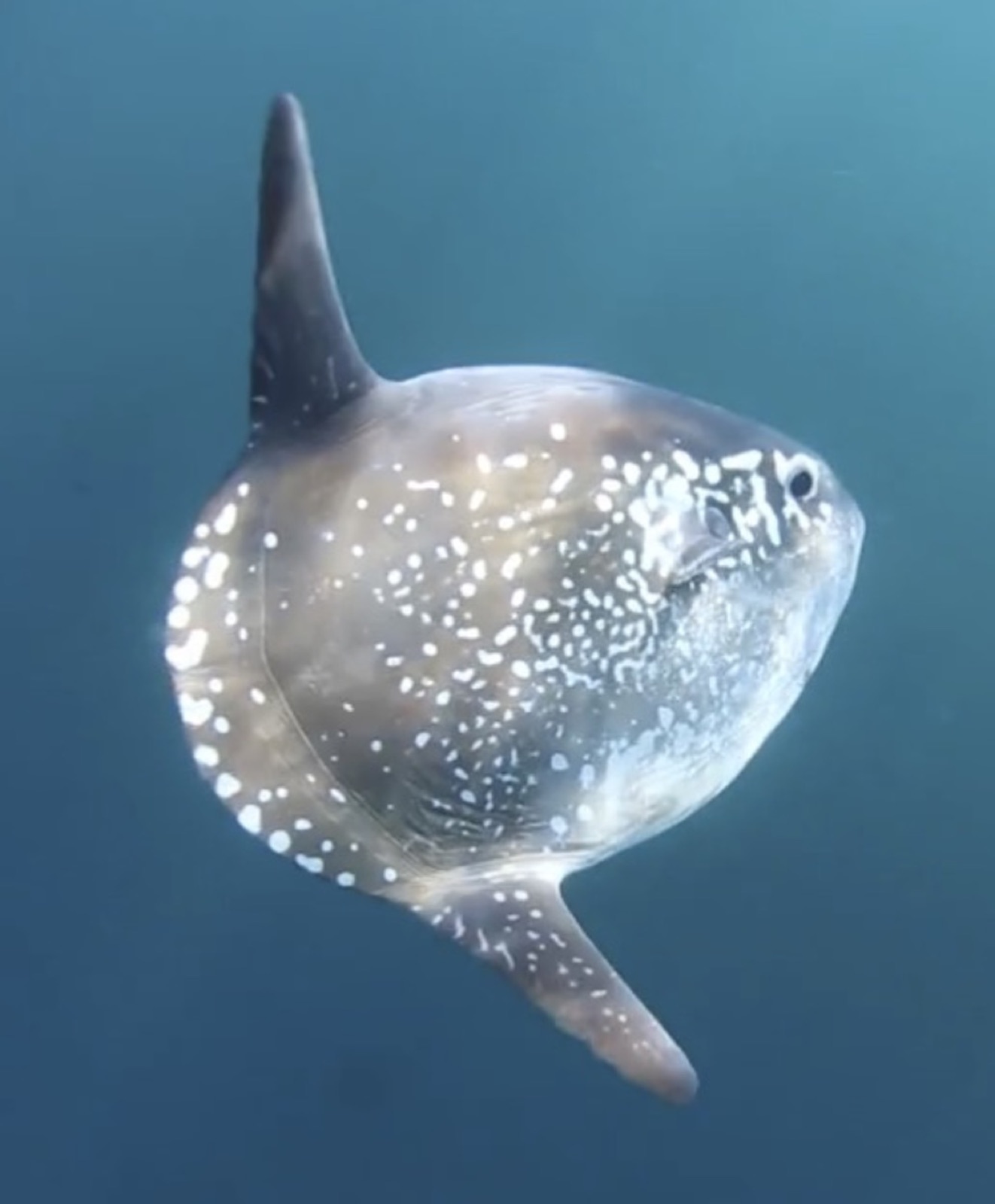 Photo de Mola tecta (Mola tecta)