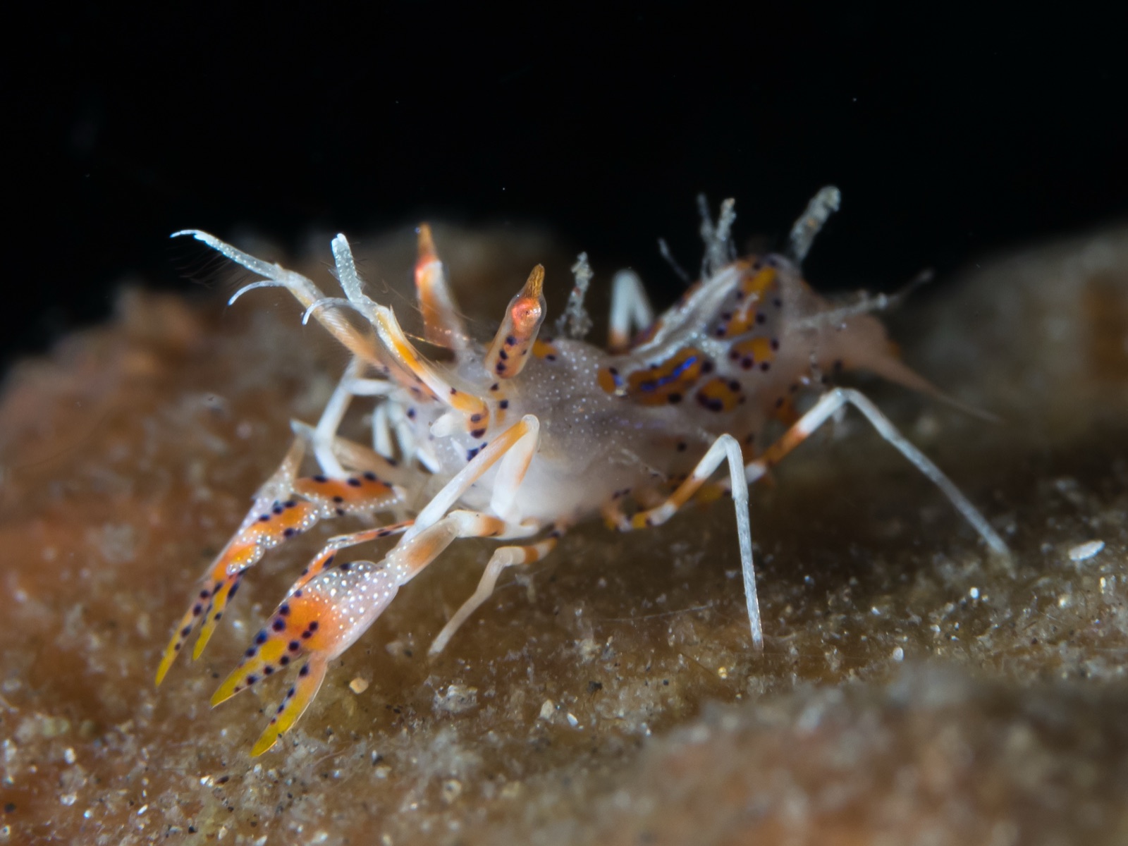 Foto de Camarón mandarina Indo-Pacífico (Phyllognathia ceratophthalma)