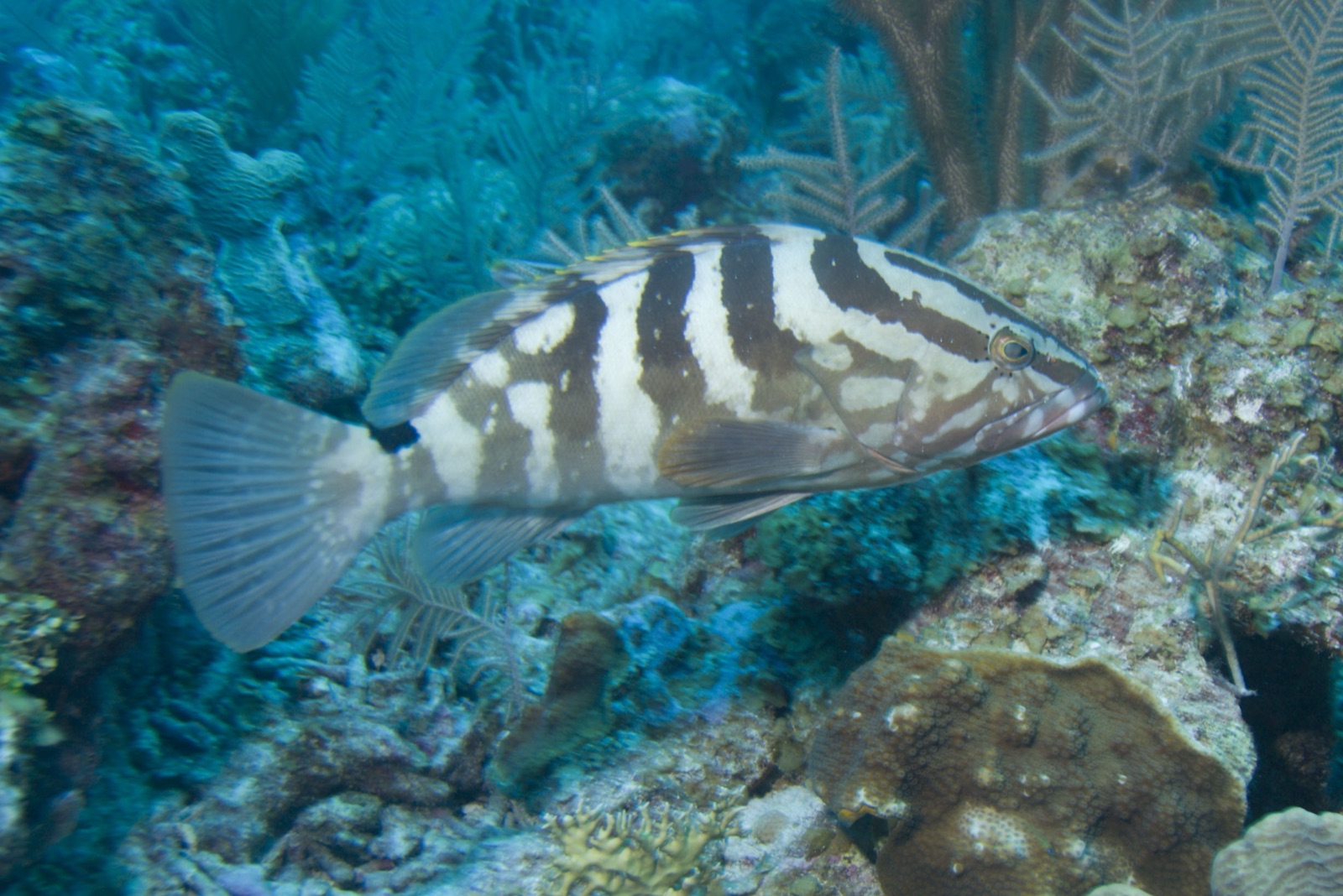 Photo de Mérou rayé de Nassau (Epinephelus striatus)