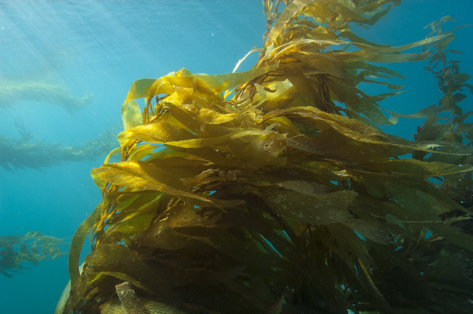 Foto de Alga gigante (Macrocystis pyrifera)